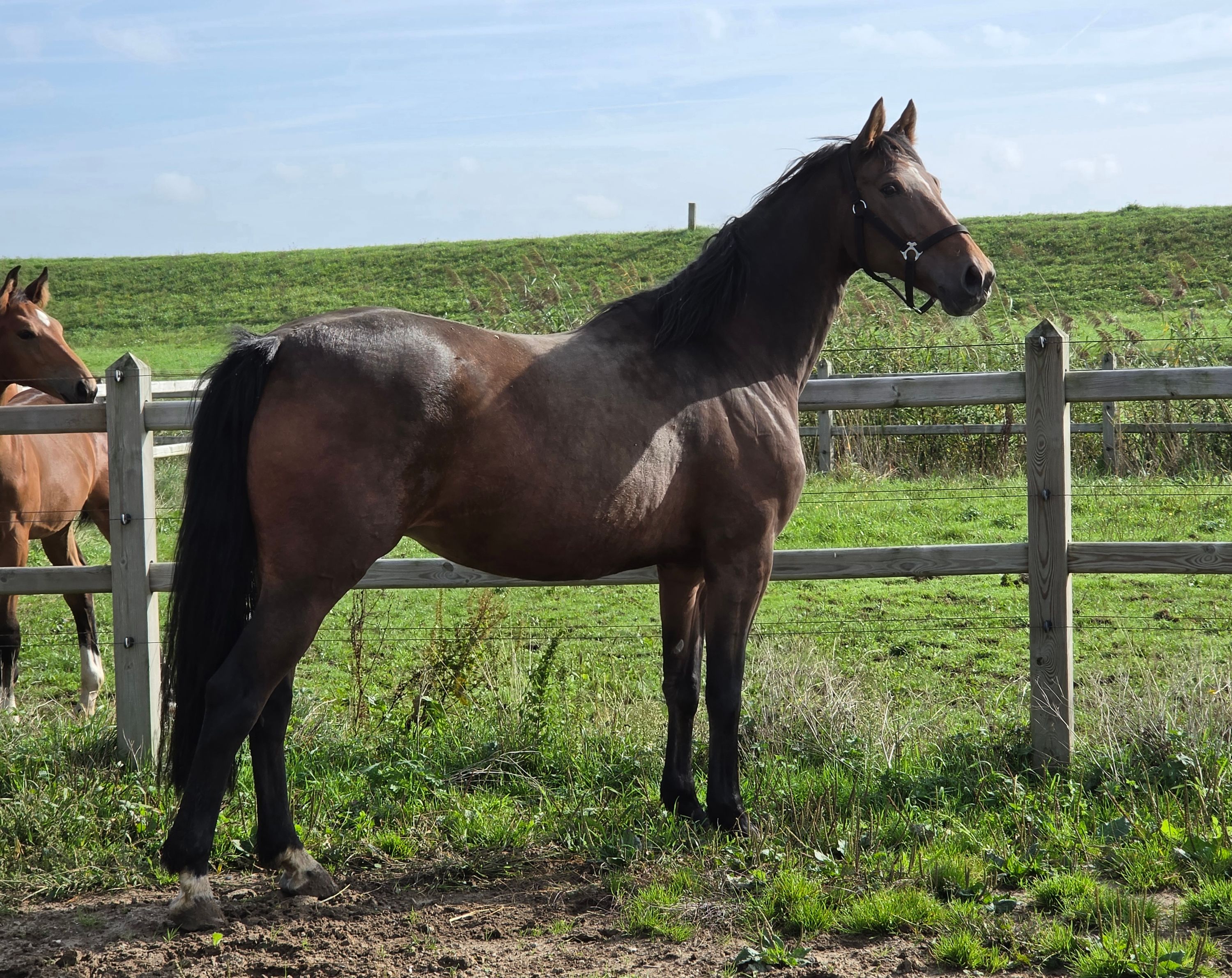 12-YEAR-OLD STAKKATO MARE