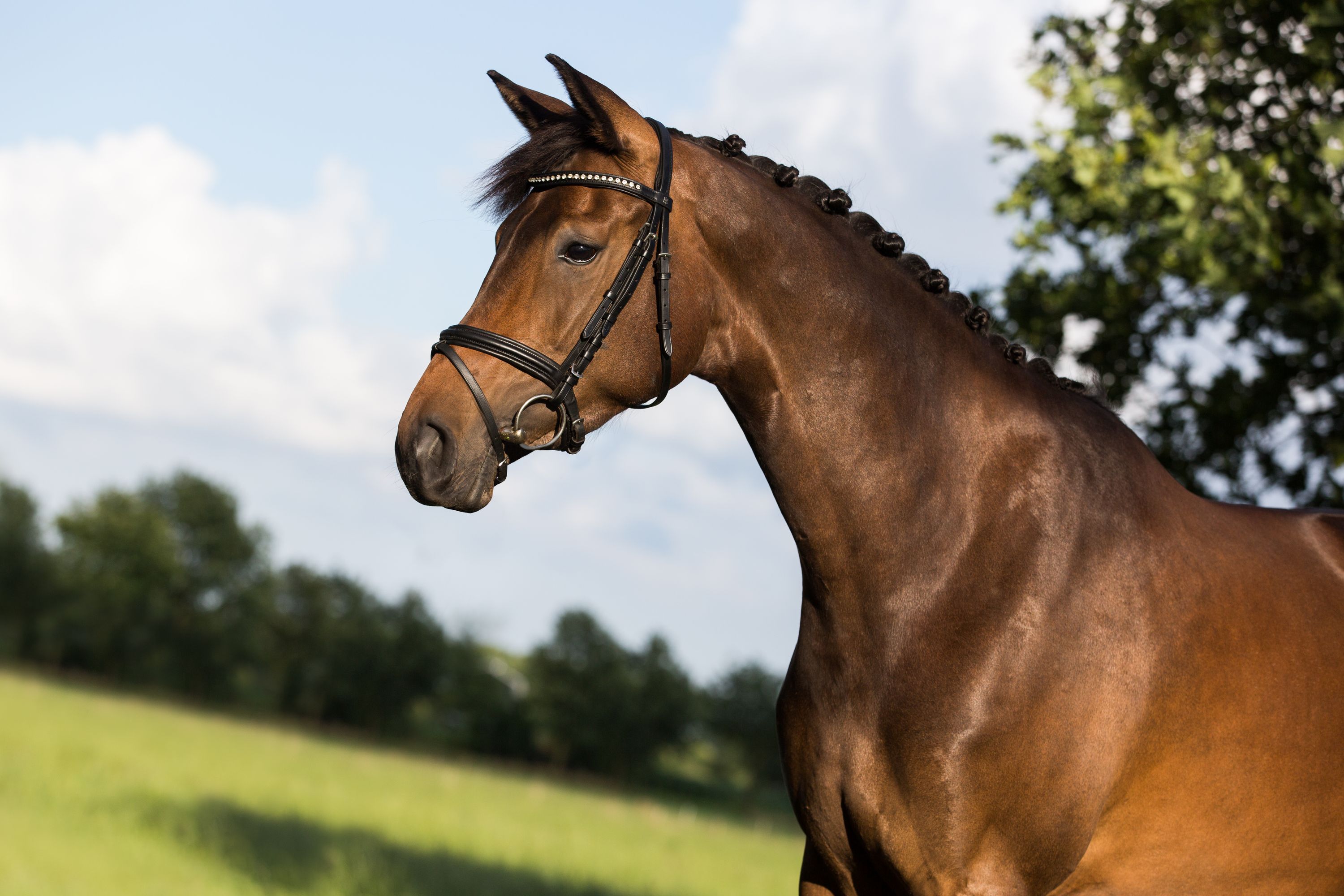 kwpn dressuurpaard merrie 14 岁 donkerbruin 出售 - 照片 2