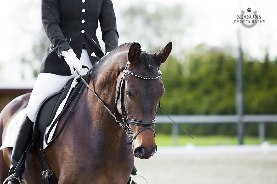 kwpn dressuurpaard merrie 14 岁 donkerbruin 出售 - 照片 4