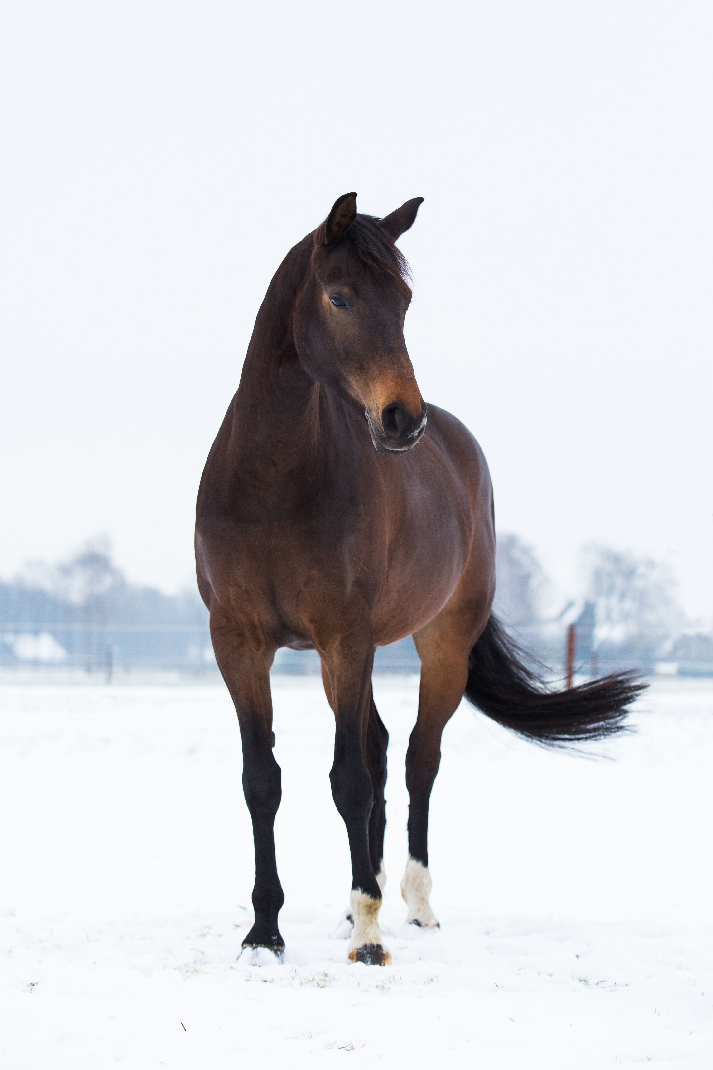 kwpn dressuurpaard merrie 14 岁 donkerbruin 出售 - 照片 3