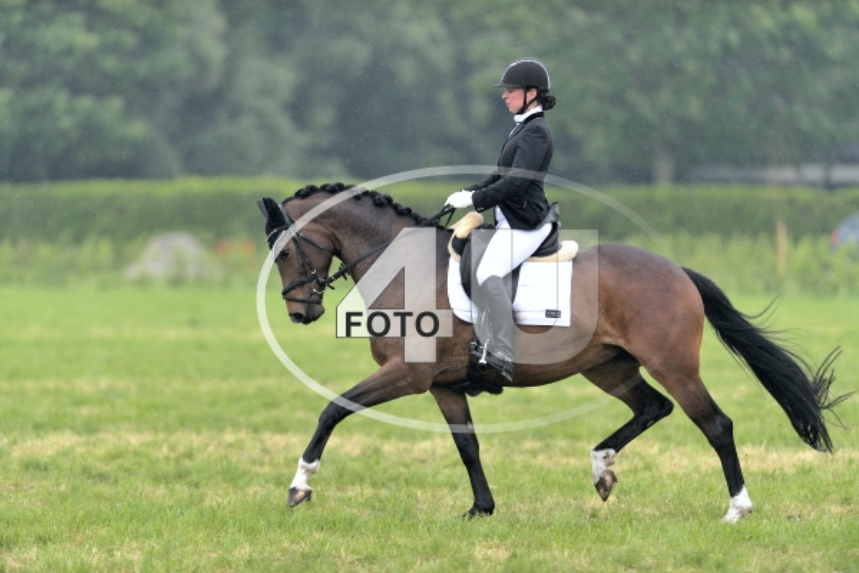 kwpn dressuurpaard merrie 14 岁 donkerbruin 出售 - 照片 5