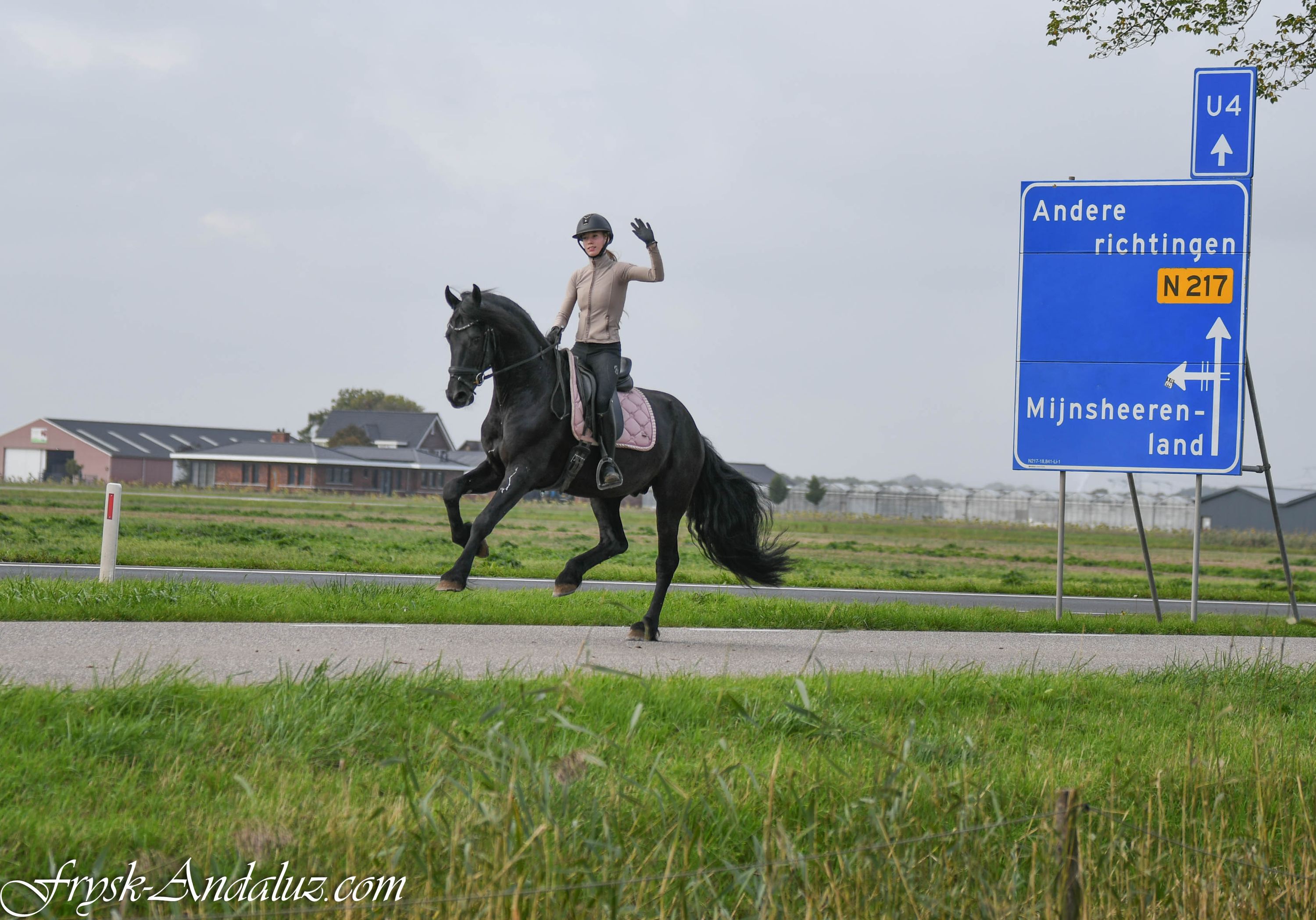Schitterende brave Ster hengst