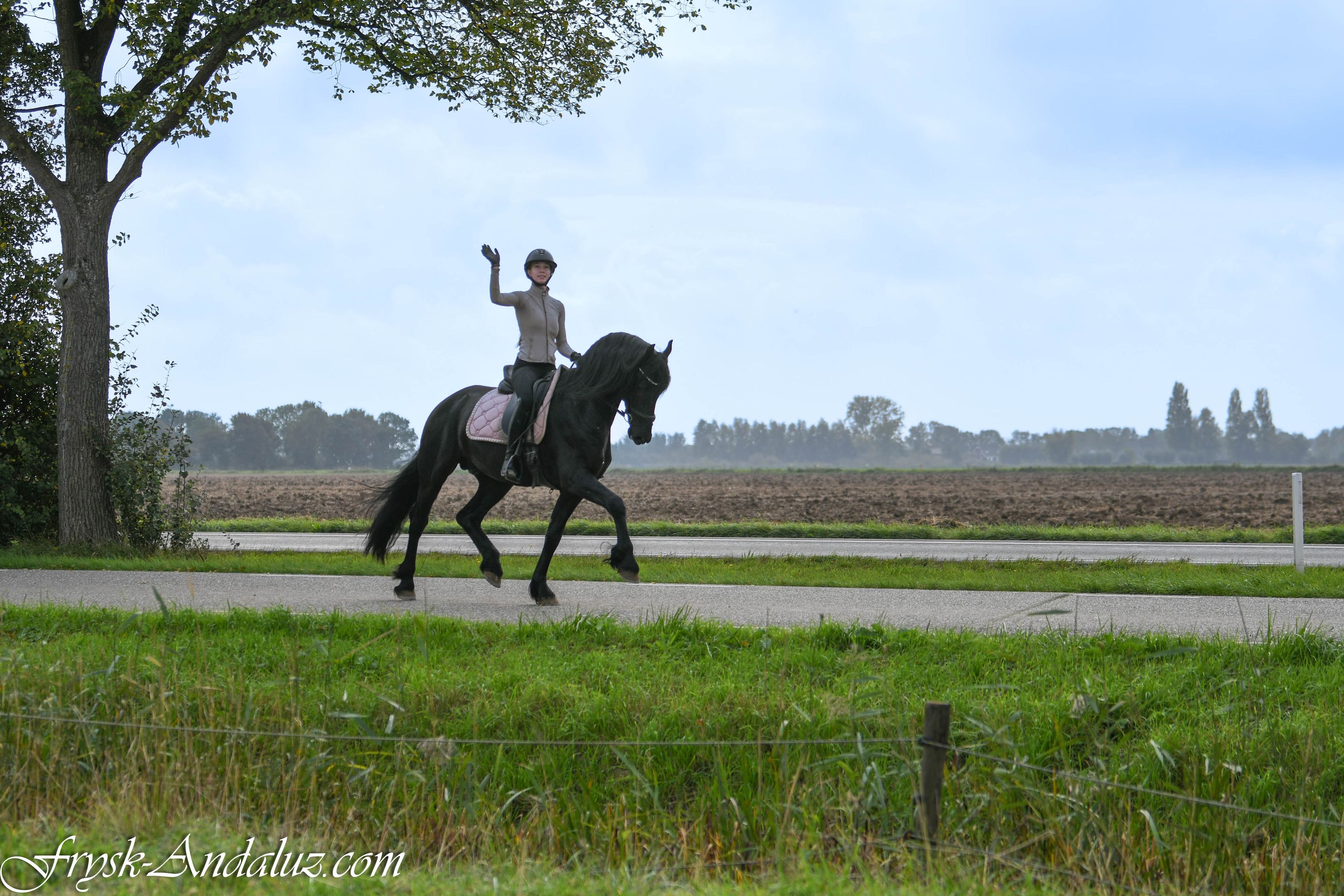 fries hengst 3 jaar zwart te koop - Foto 5