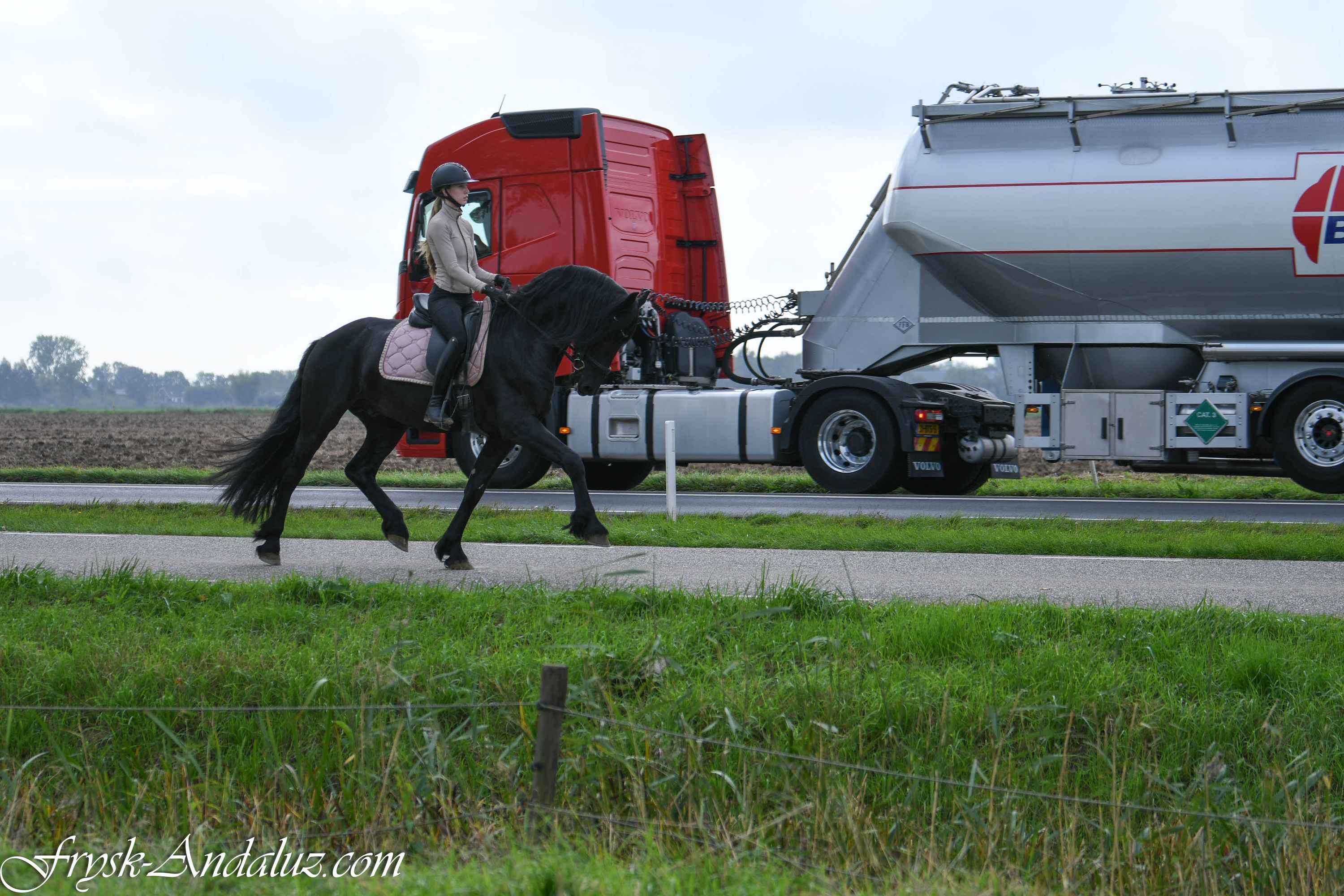 fries hengst 3 jaar zwart te koop - Foto 2