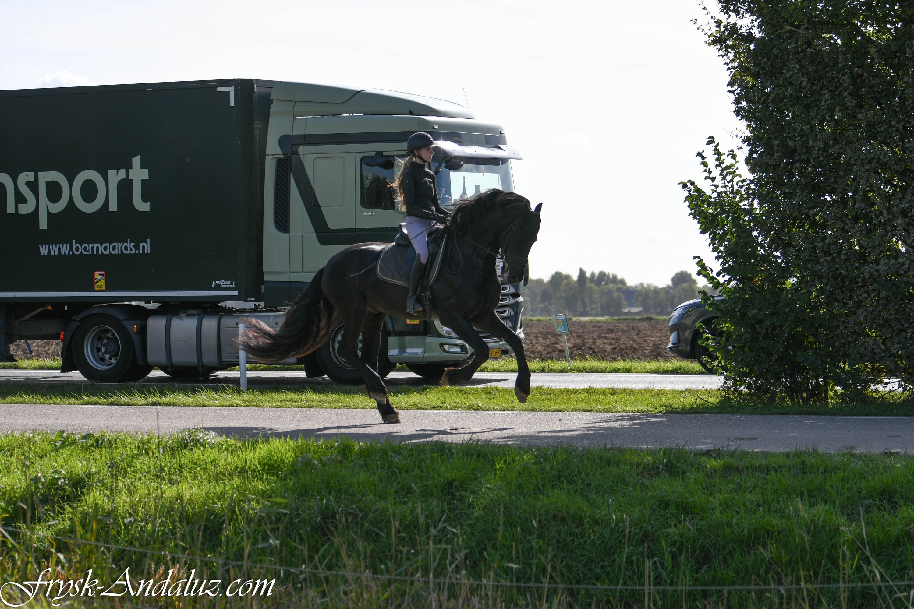 dressuurpaard hengst 3 jaar zwart te koop - Foto 3