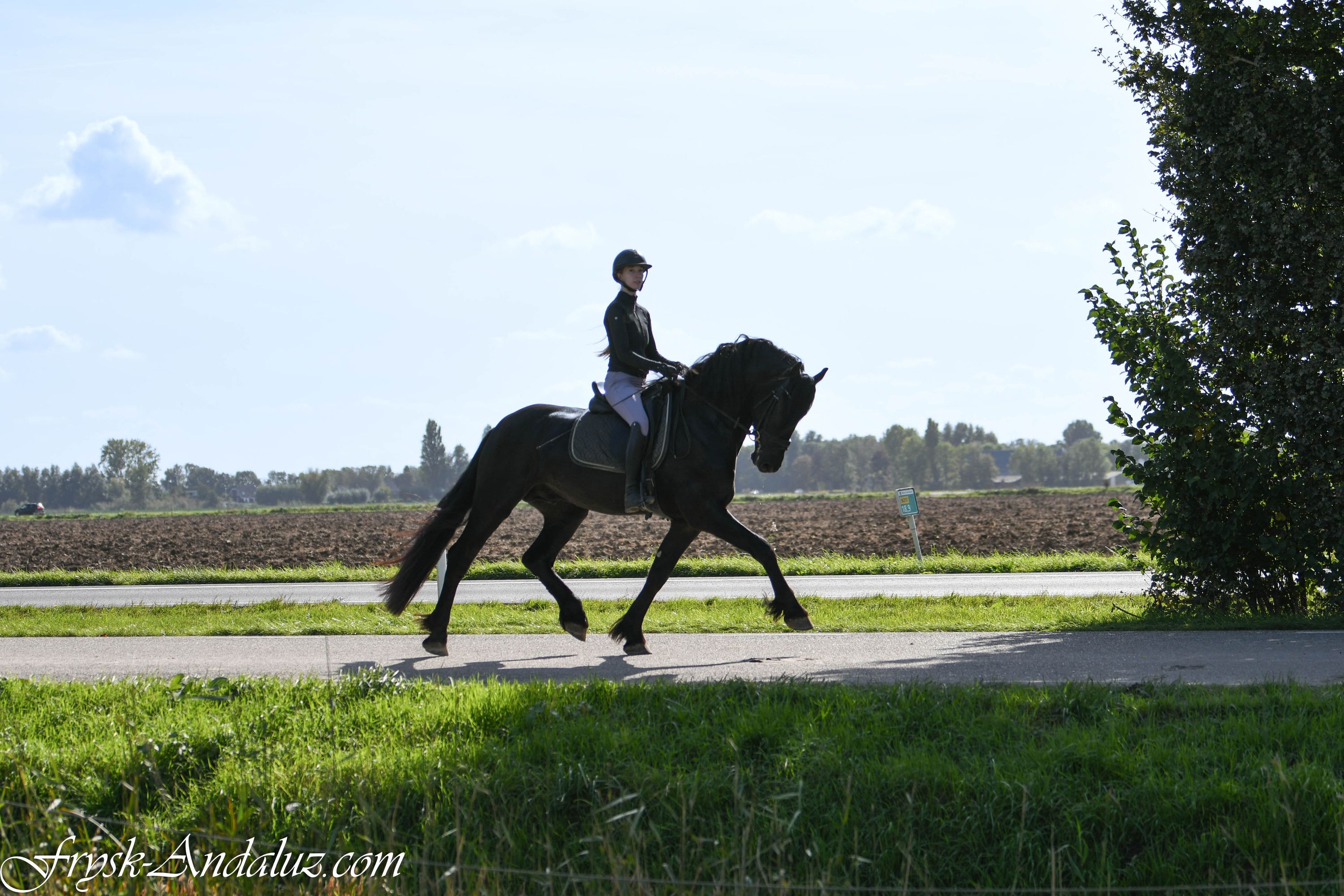 dressuurpaard hengst 3 jaar zwart te koop - Foto 5