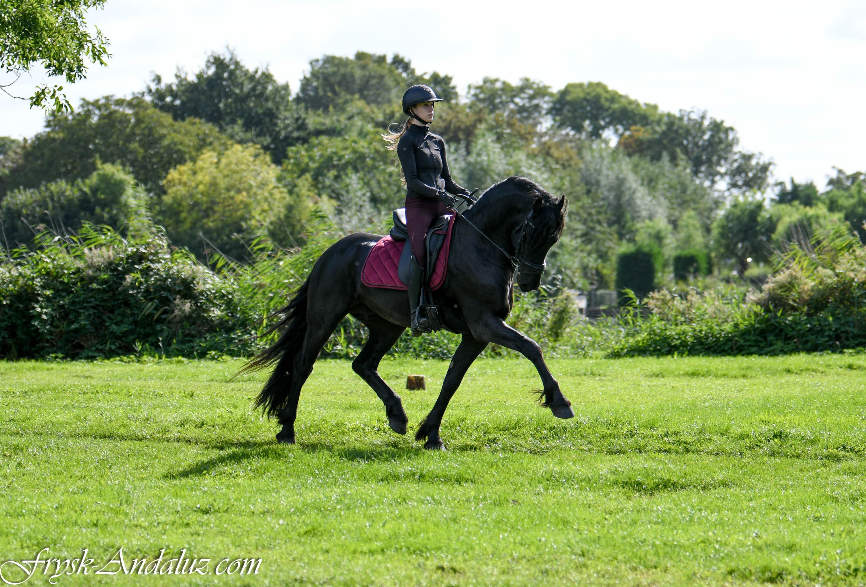 Vacker frisisk hingst Yerre