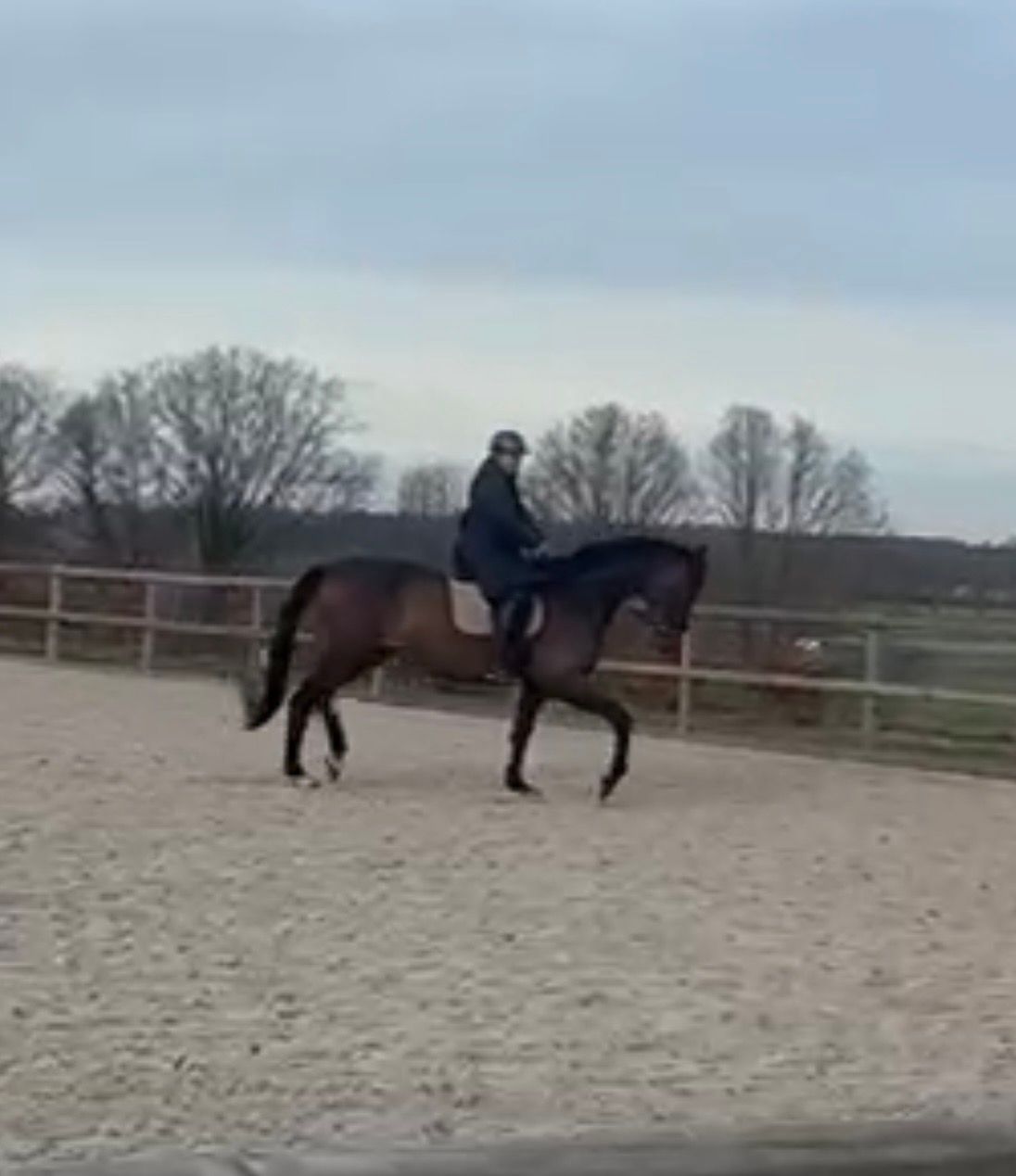 kwpn dressuurpaard ruin 9 lat na sprzedaż - Zdjęcie 5