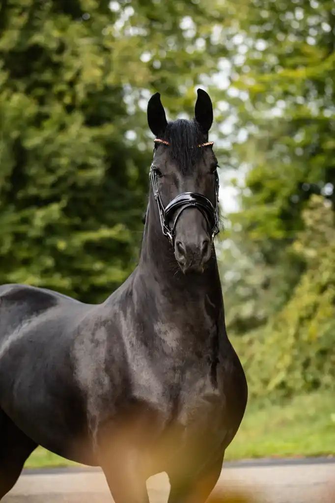 Friese 3-jarige Ster AA merrie