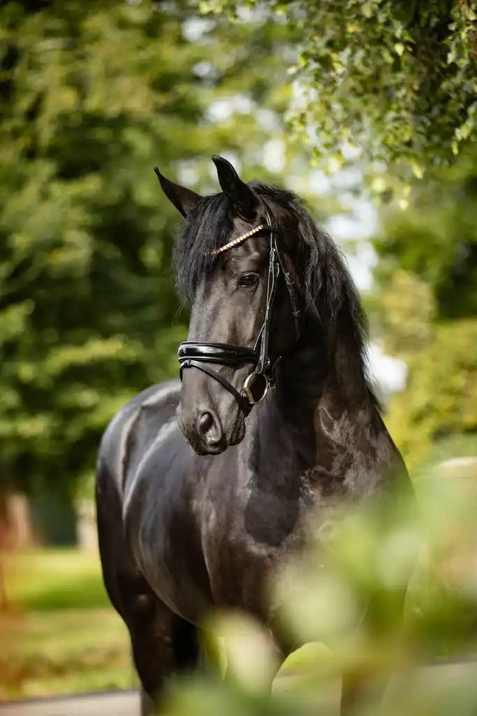 allround-fries merrie 3 jaar zwart te koop - Foto 4