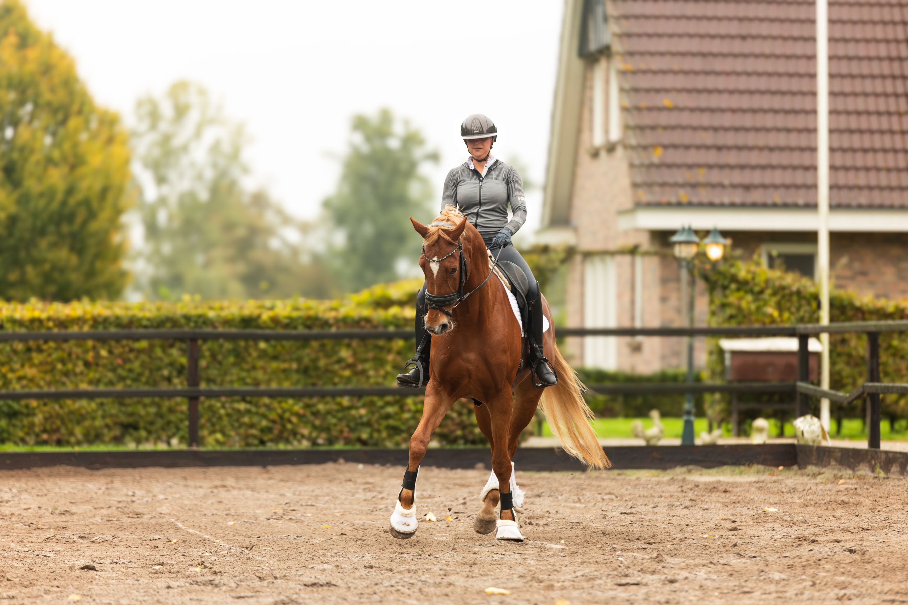 kwpn dressuurpaard merrie 12 anos vos à venda - Foto 5