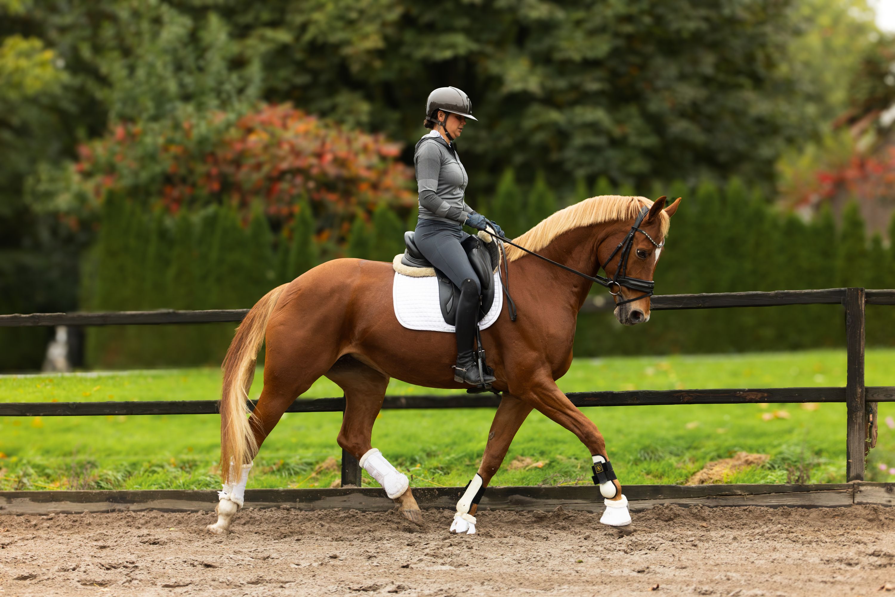 kwpn dressuurpaard merrie 12 anos vos à venda - Foto 2