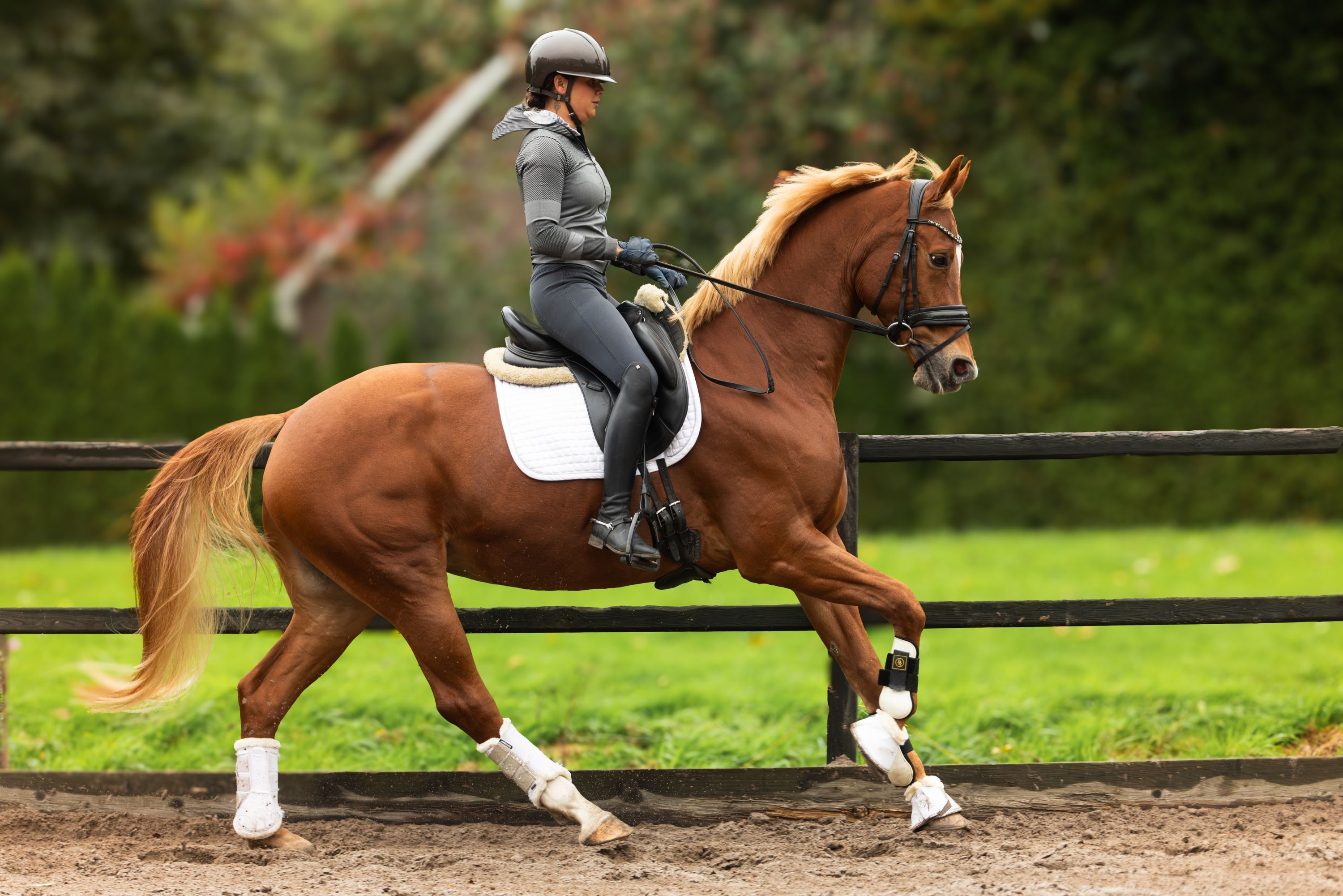kwpn dressuurpaard merrie 12 anos vos à venda - Foto 4