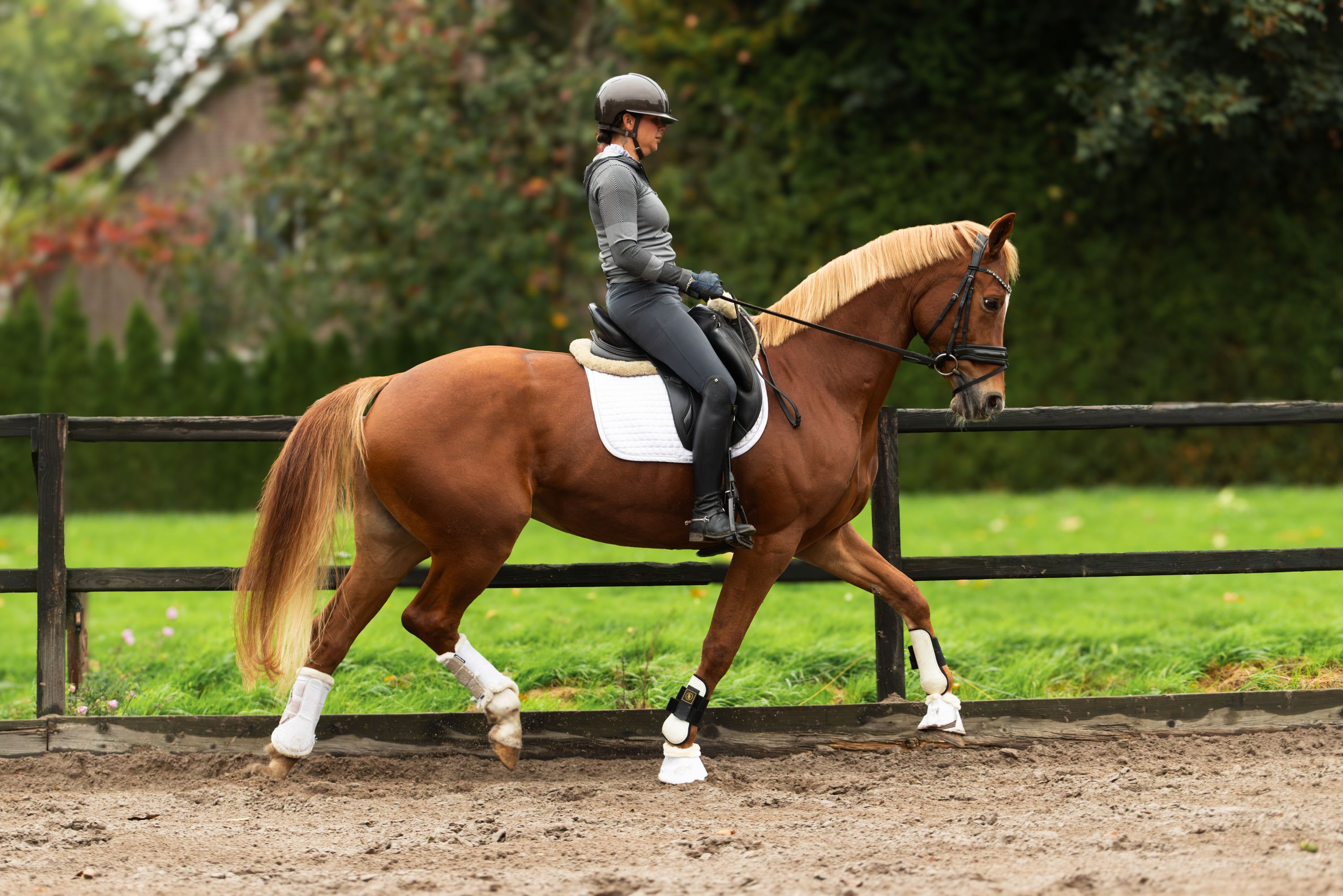 kwpn dressuurpaard merrie 12 anos vos à venda - Foto 3