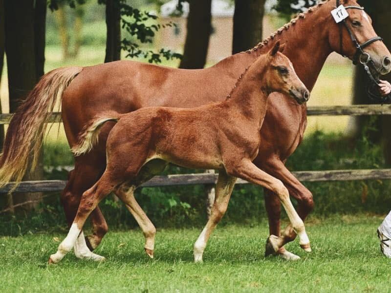 kwpn dressuurpaard merrie 12 anos vos à venda - Foto 6