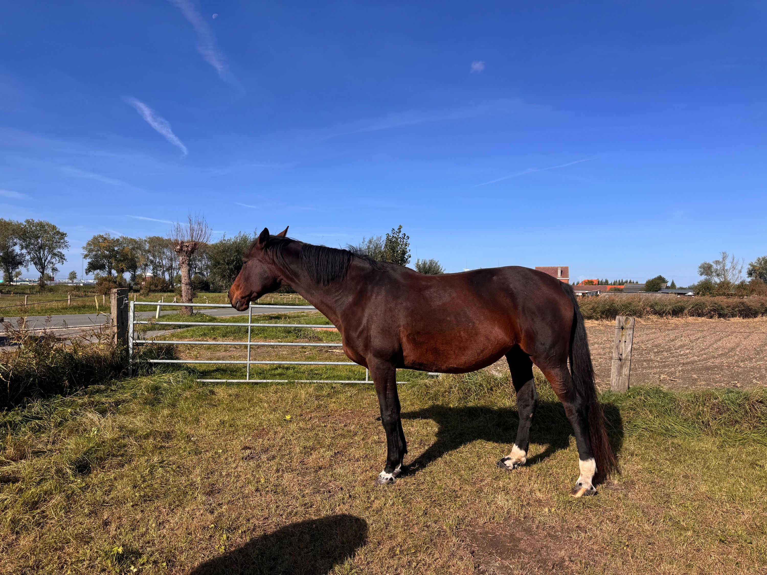 La Silla springpaard merrie 15 years old donkerbruin for sale - Photo 2