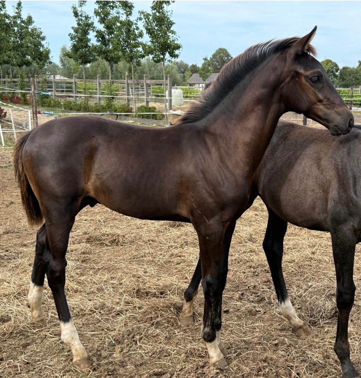 dressuurpaard hengst 0 år zwart til salg - Foto 2