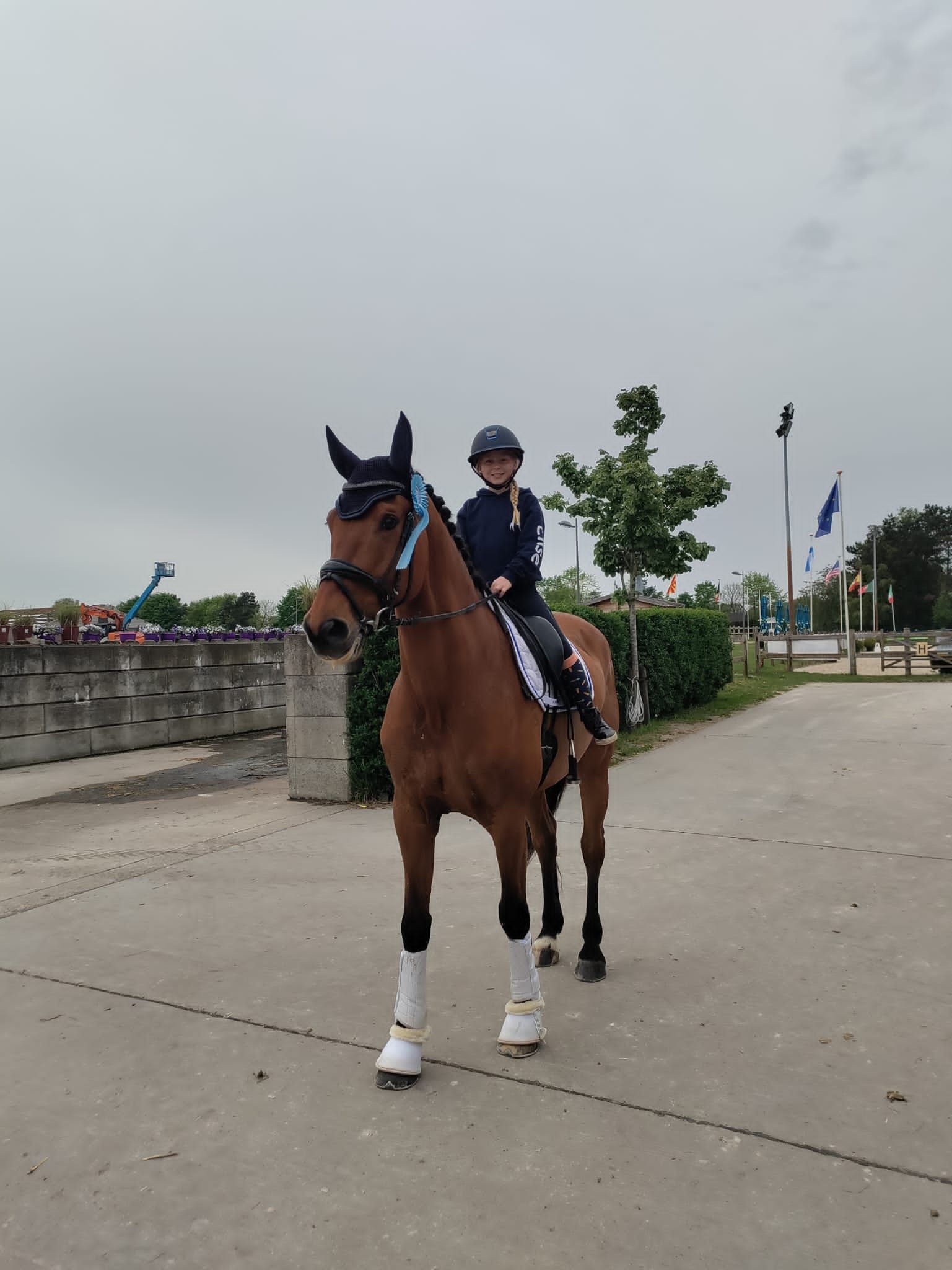 kwpn dressuurpaard ruin 12 år bruin til salg - Foto 6