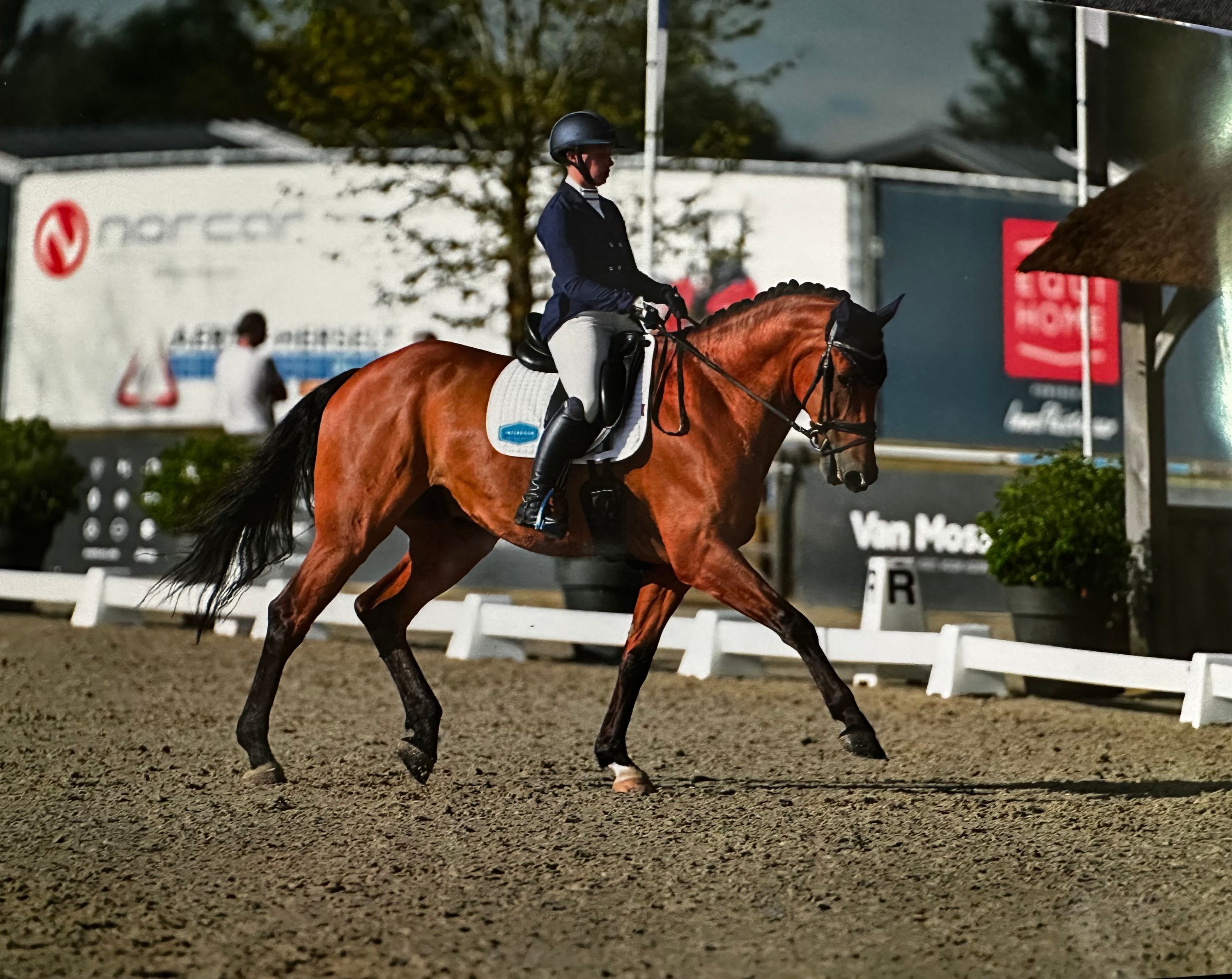 kwpn dressuurpaard ruin 12 år bruin til salg - Foto 2