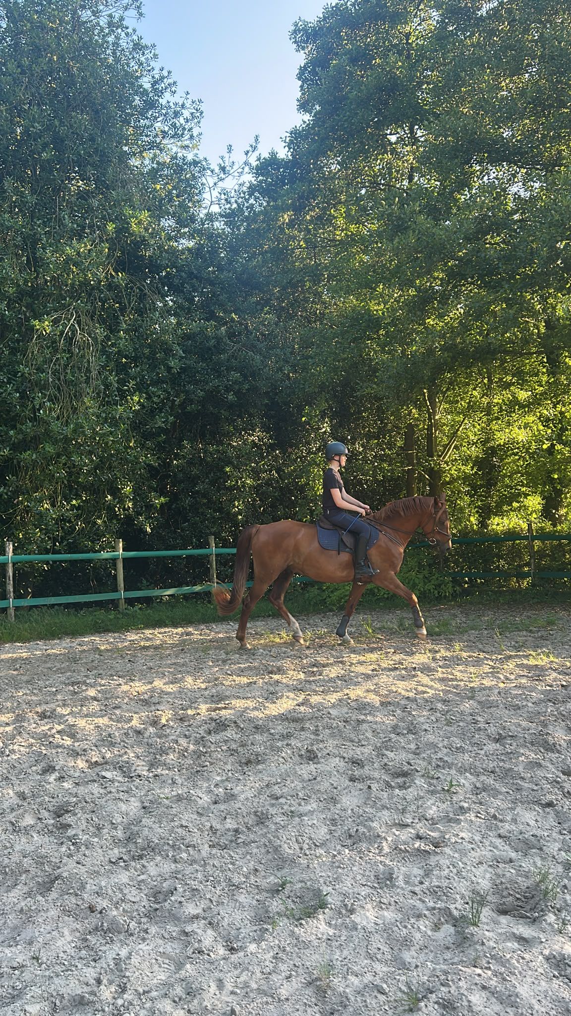 Handsome, willing chestnut gelding for sale