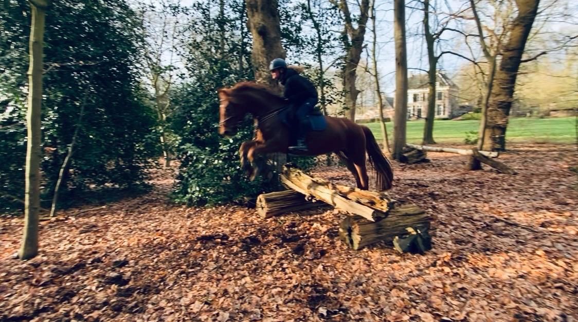 ander allround-pony ruin 5 years old vos for sale - Photo 3