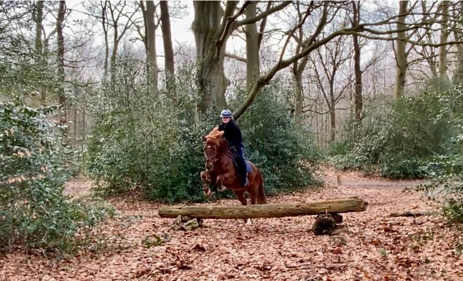 ander allround-pony ruin 5 years old vos for sale - Photo 4