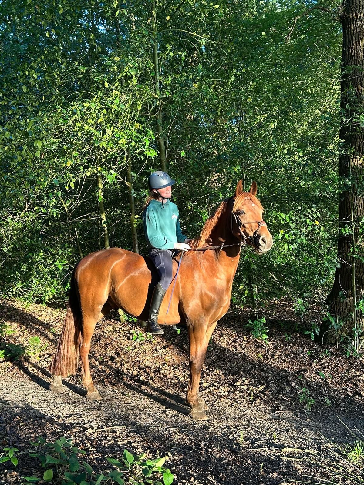 ander allround-pony ruin 5 years old vos for sale - Photo 5