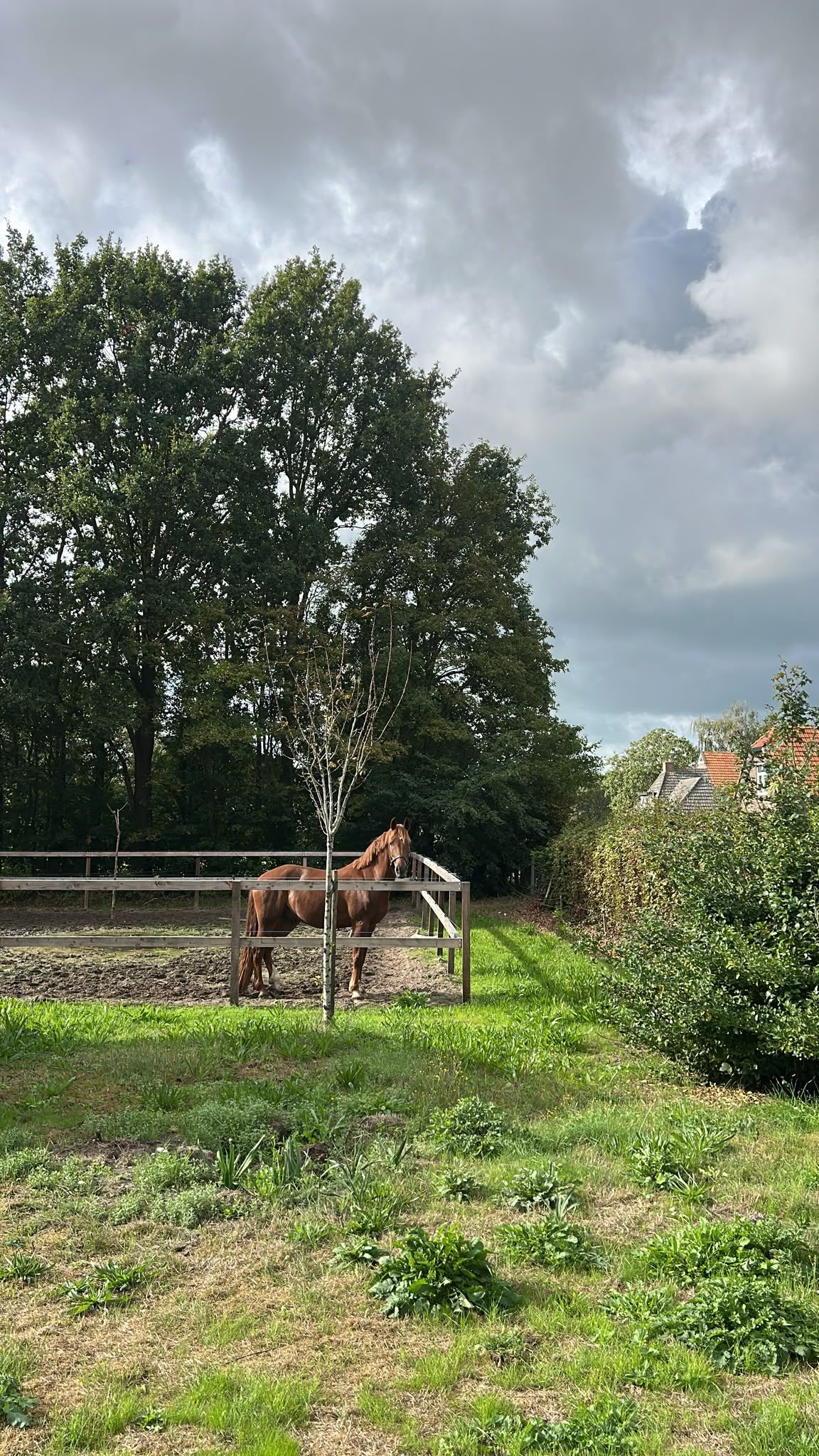 ander allround-pony ruin 5 years old vos for sale - Photo 2