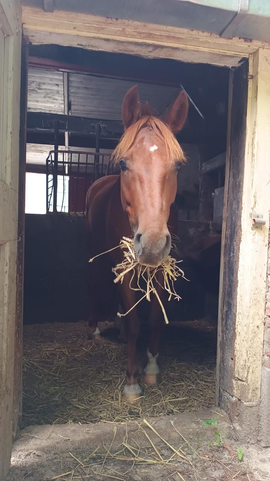 ander allround-pony ruin 5 years old vos for sale - Photo 6