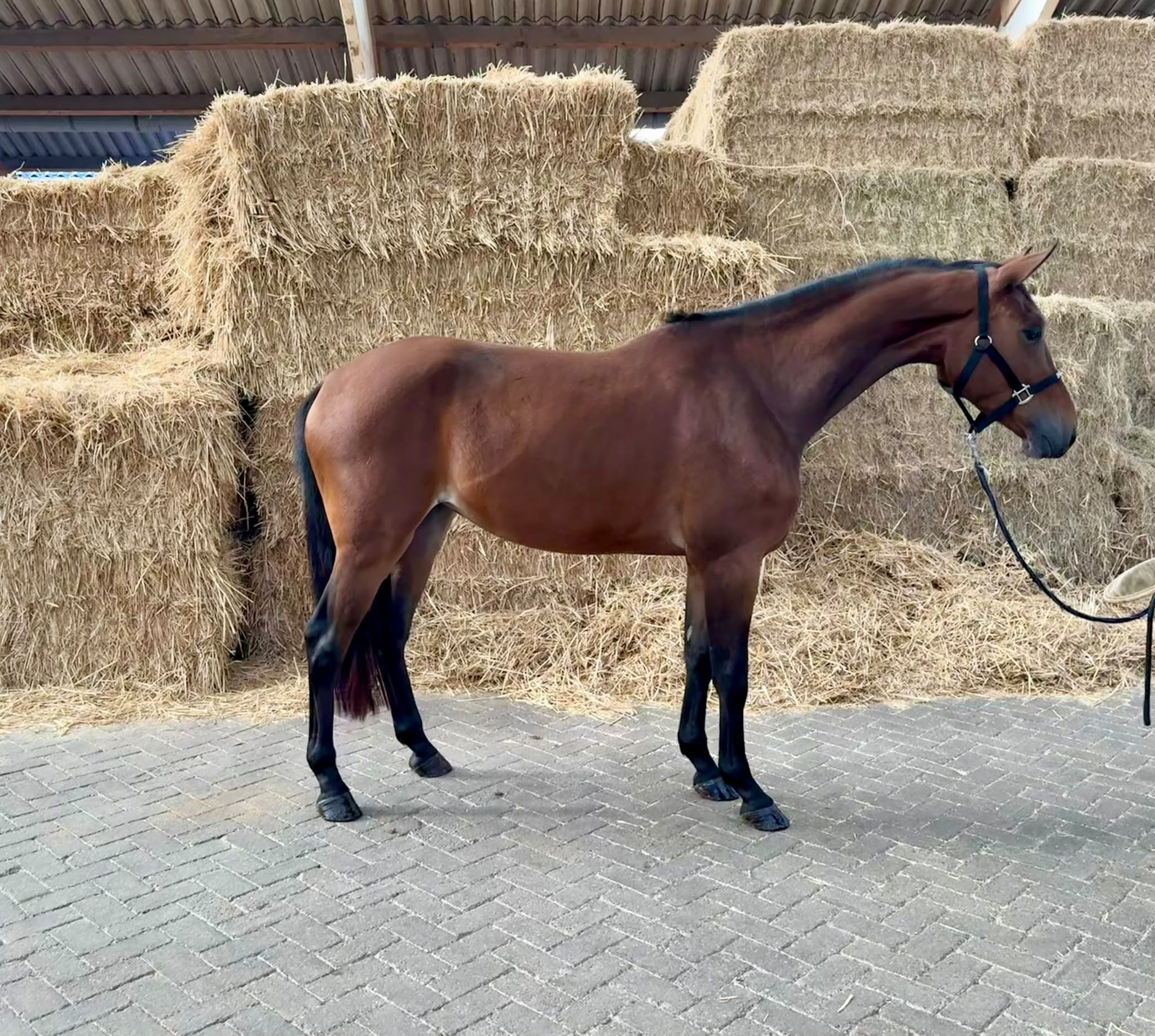 kwpn springpaard merrie 3 岁 bruin 出售 - 照片 2