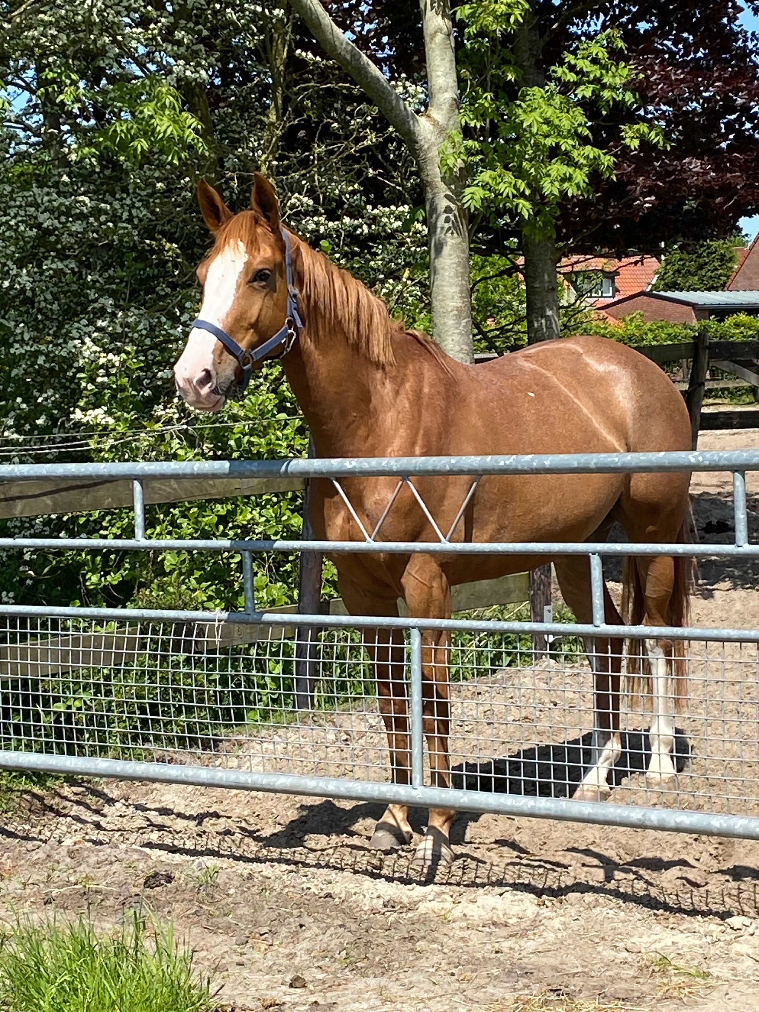 9-year-old showjumper mare (Carrera Vdl) for sale