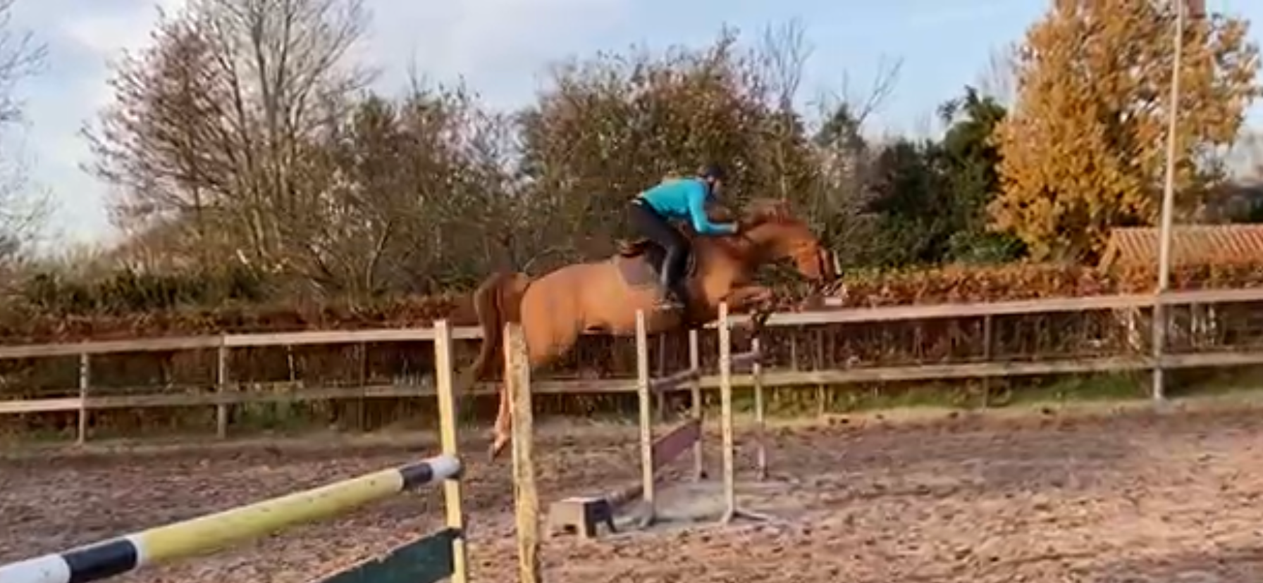 kwpn springpaard merrie 9 years old vos for sale - Photo 5