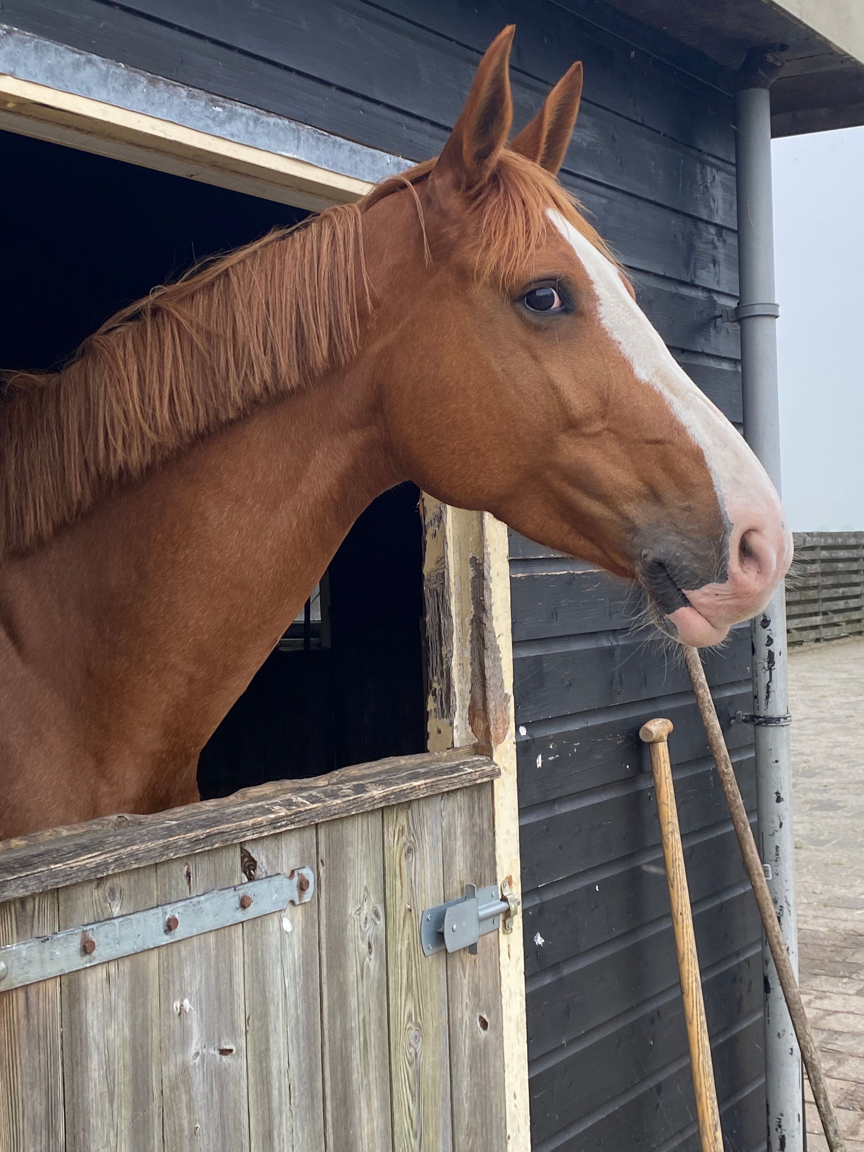 kwpn springpaard merrie 9 years old vos for sale - Photo 3