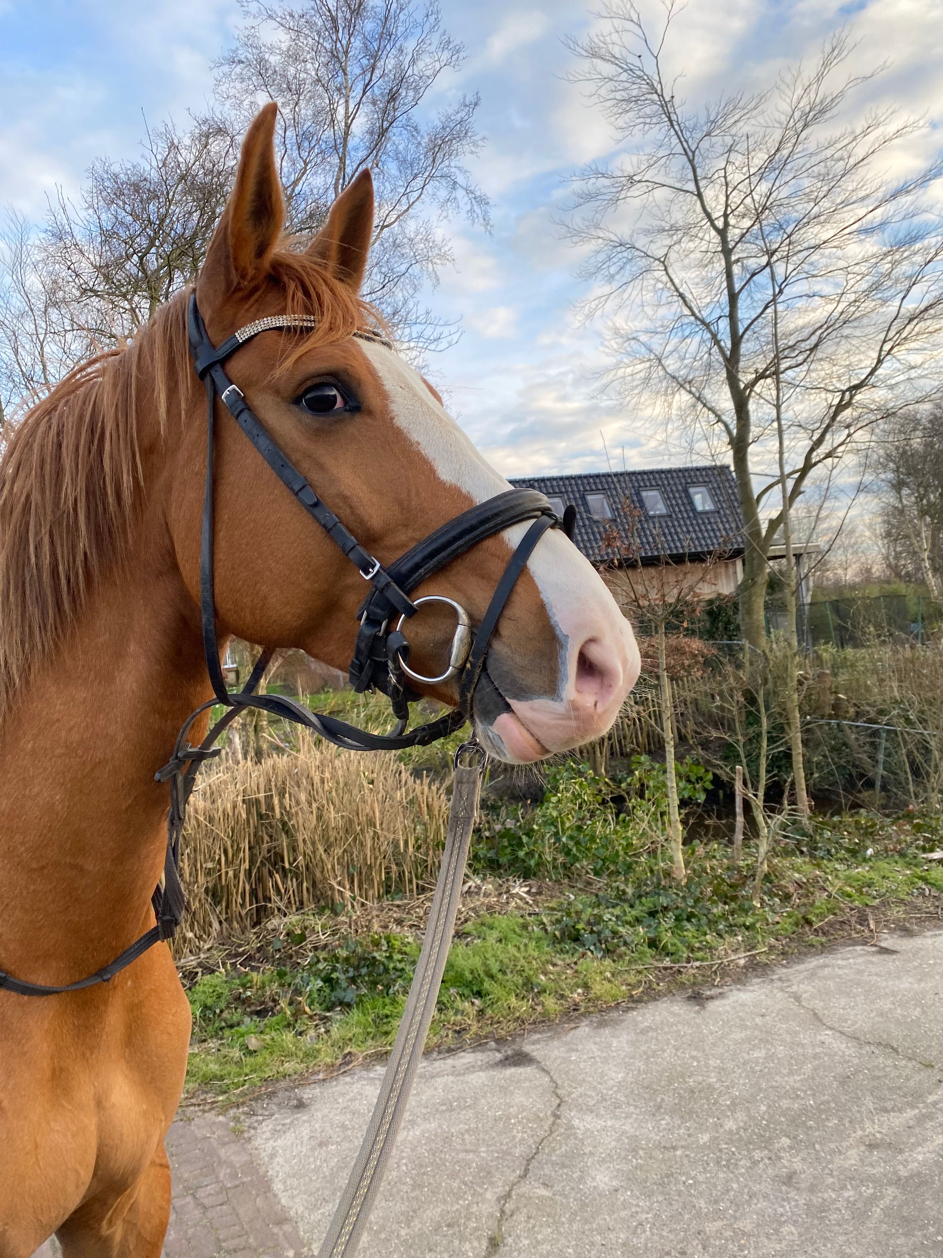 kwpn springpaard merrie 9 years old vos for sale - Photo 4