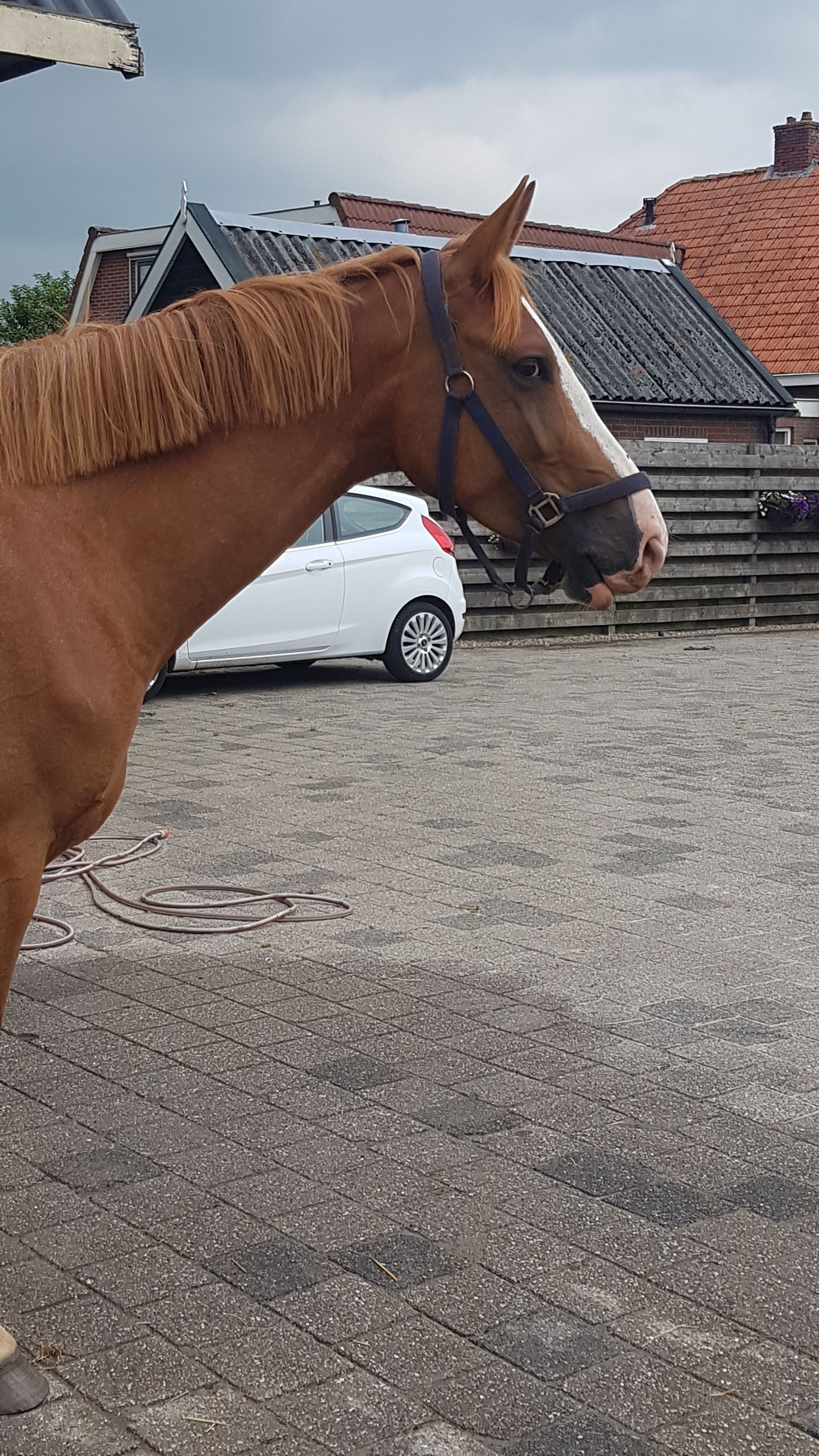 kwpn springpaard merrie 9 years old vos for sale - Photo 6