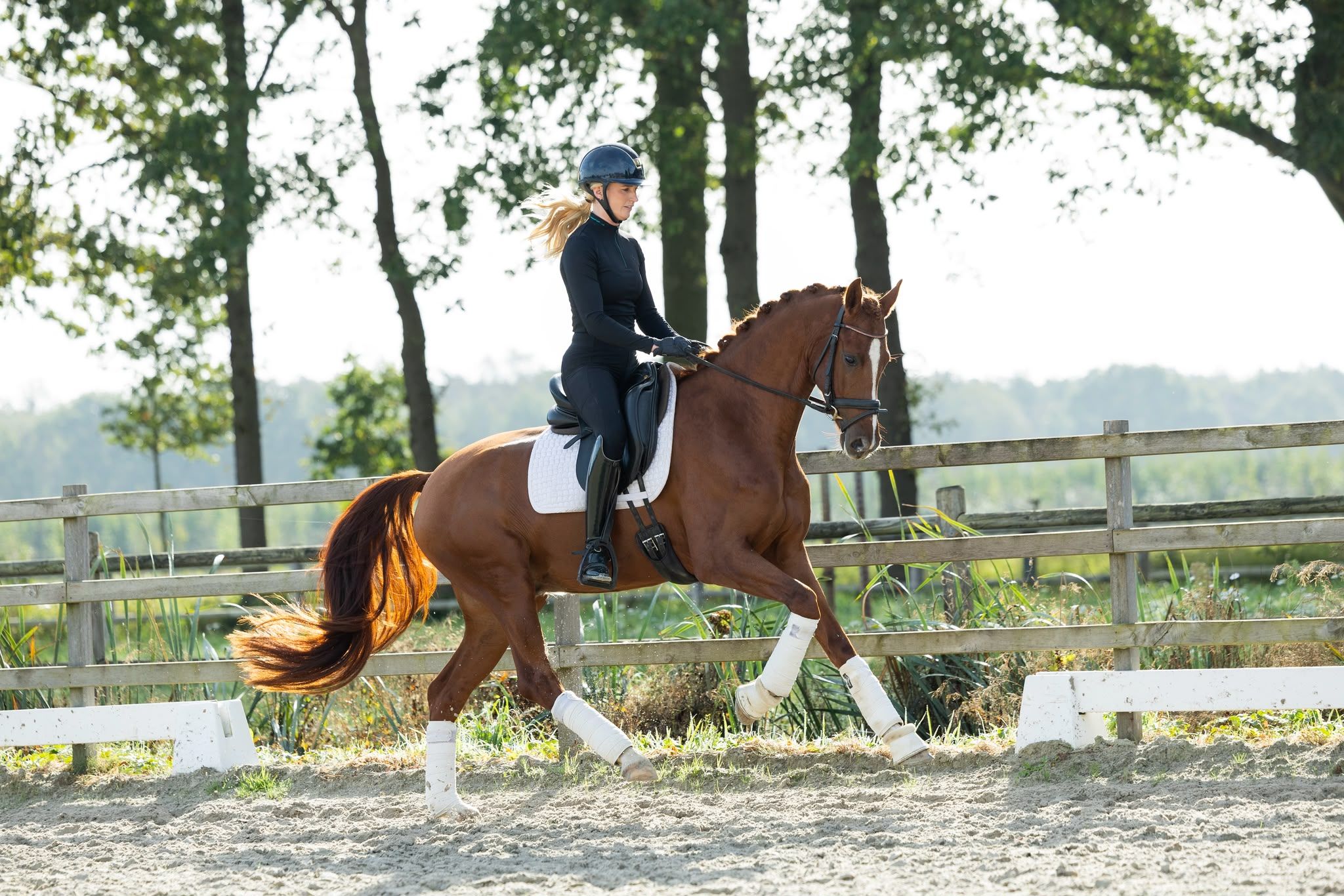 kwpn dressuurpaard ruin 4 år vos till salu - Foto 2