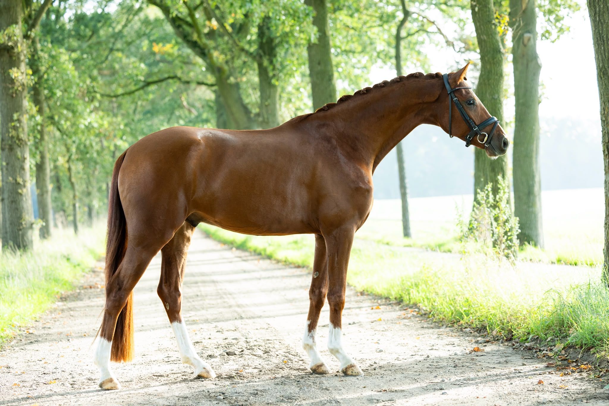 Talangfull 4-årig valack