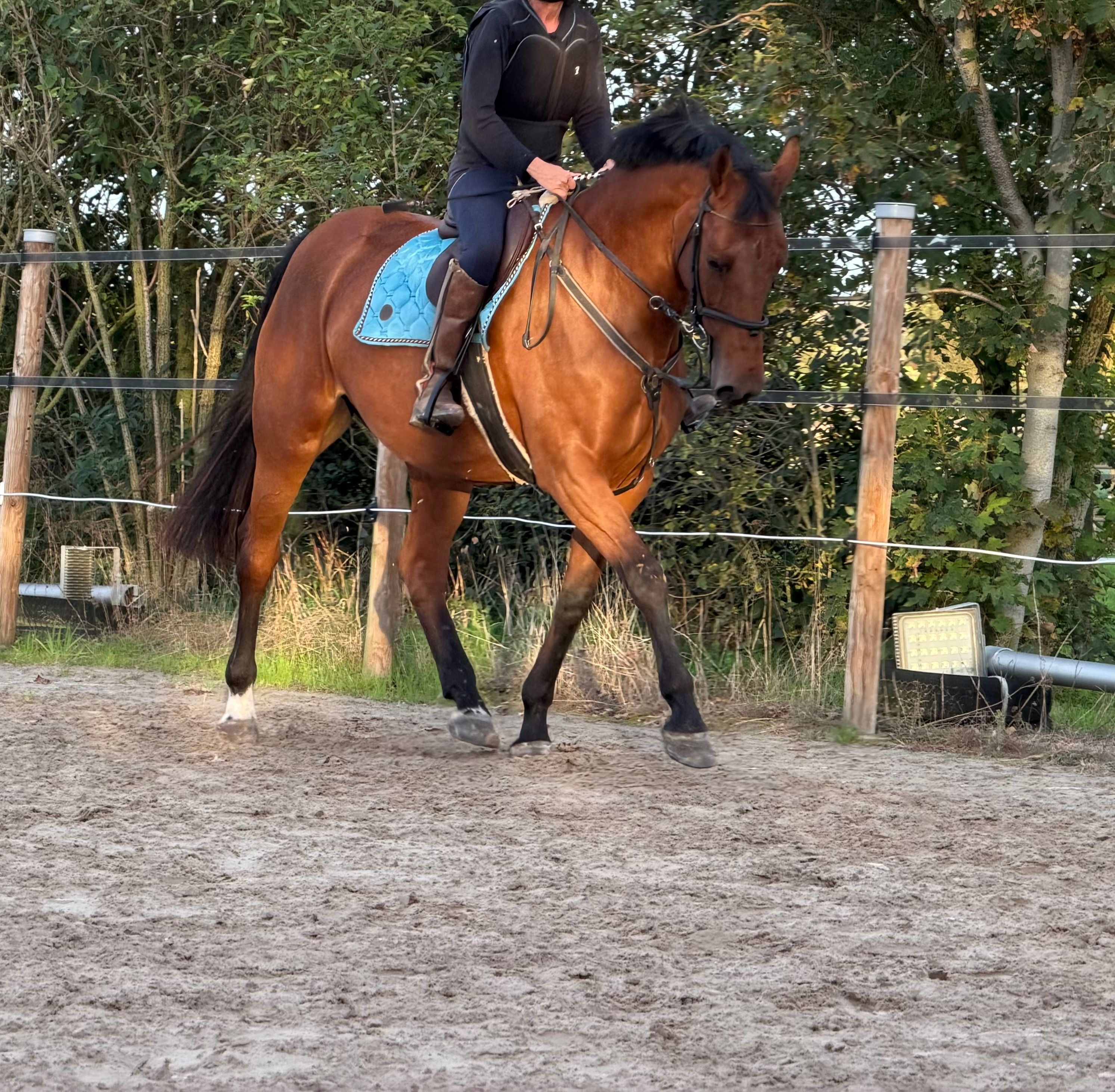 Beautiful 7-year-old showjumper mare (Heartbeat x Chin Chin)