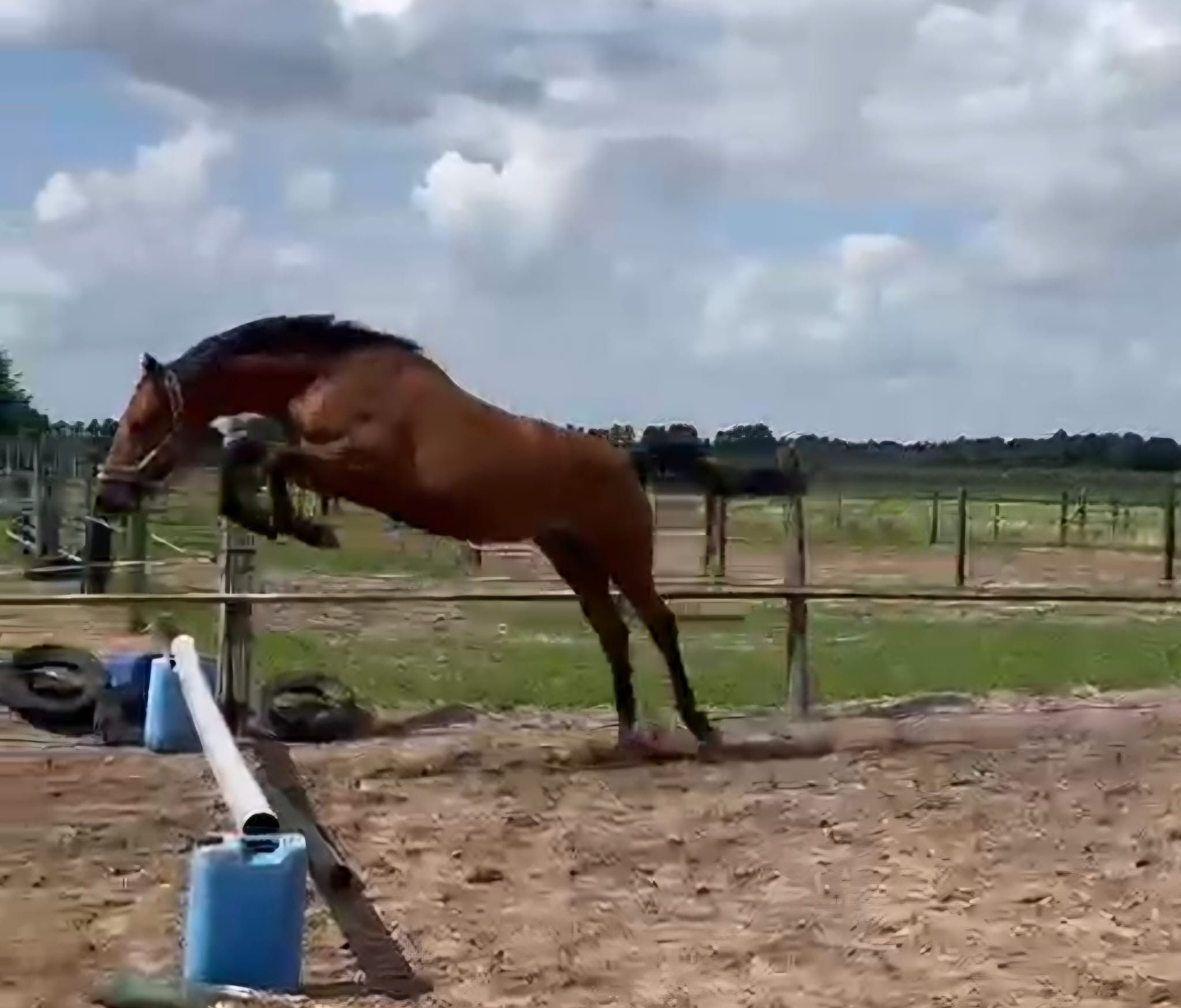 KWPN springpaard merrie 7 years old bruin for sale - Photo 3