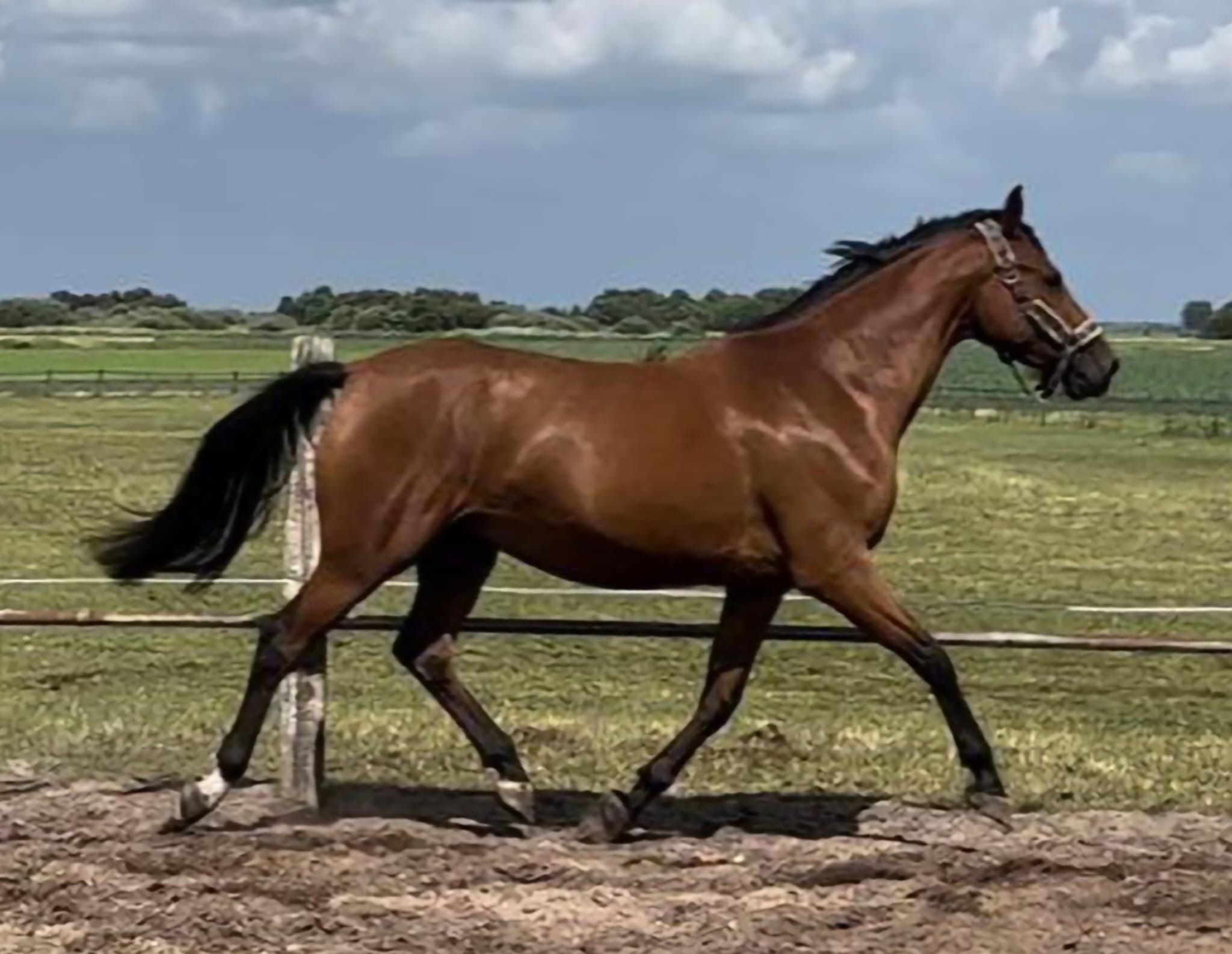 KWPN springpaard merrie 7 years old bruin for sale - Photo 4
