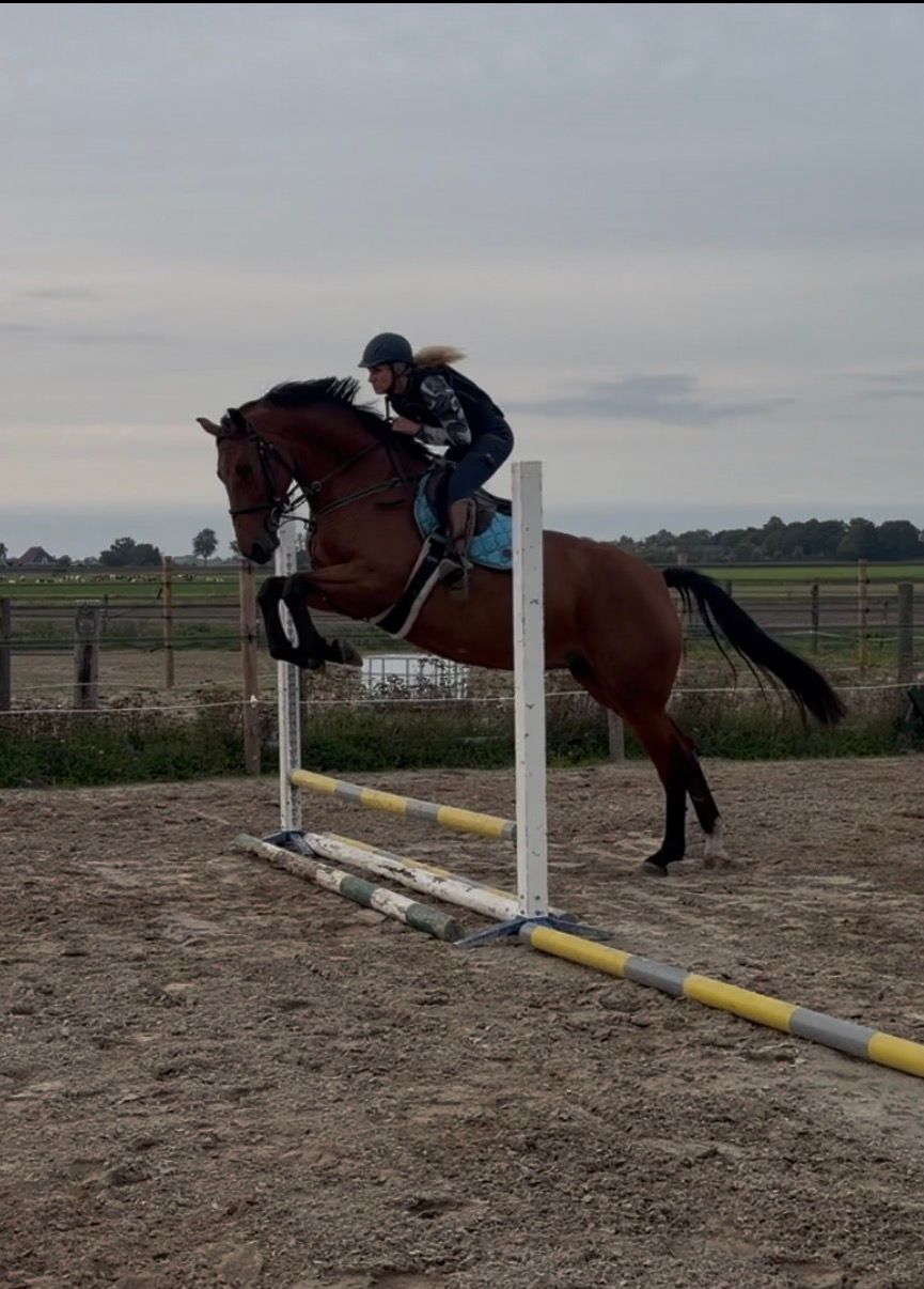 KWPN springpaard merrie 7 years old bruin for sale - Photo 5