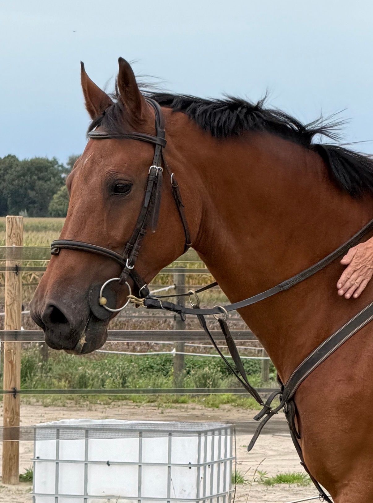 KWPN springpaard merrie 7 years old bruin for sale - Photo 2