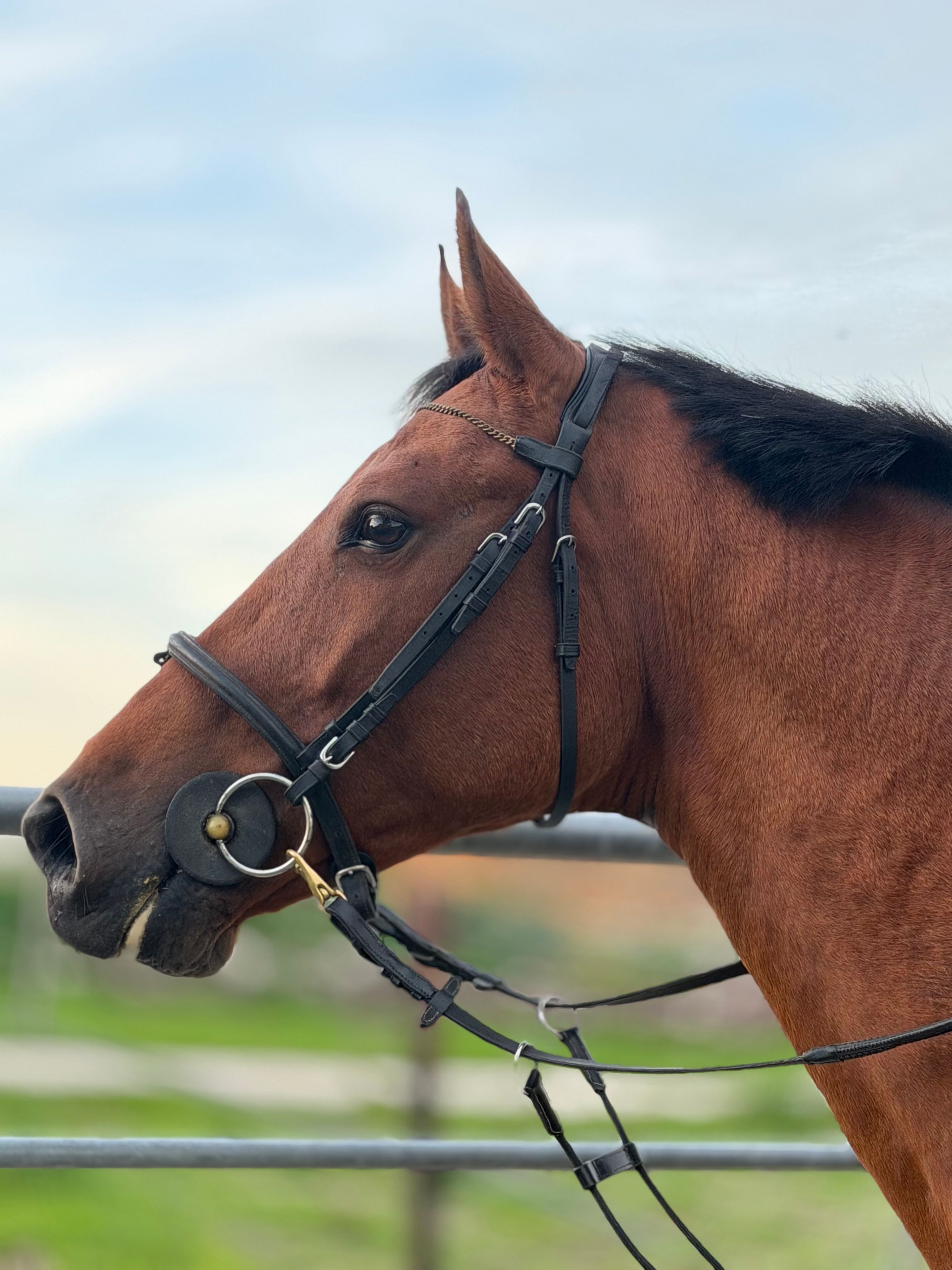 KWPN springpaard merrie 7 years old bruin for sale - Photo 6