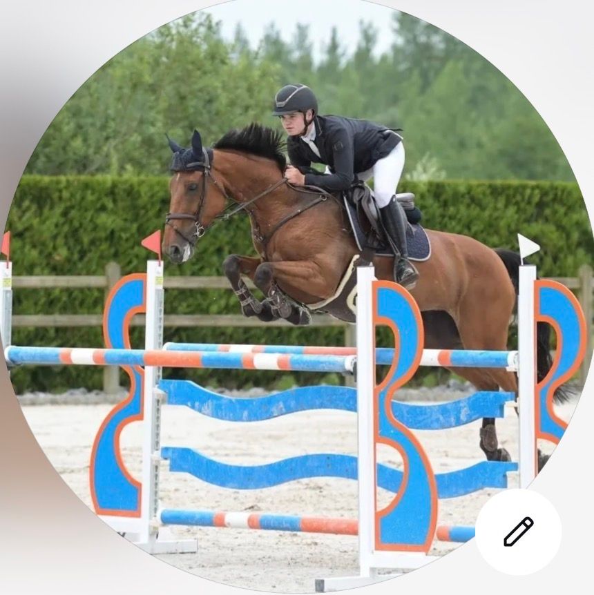 lovely mare looking for a new home