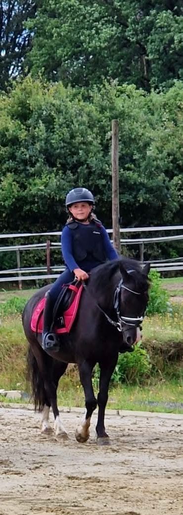 kwpn dressuurpaard ruin 17 år zwart till salu - Foto 3
