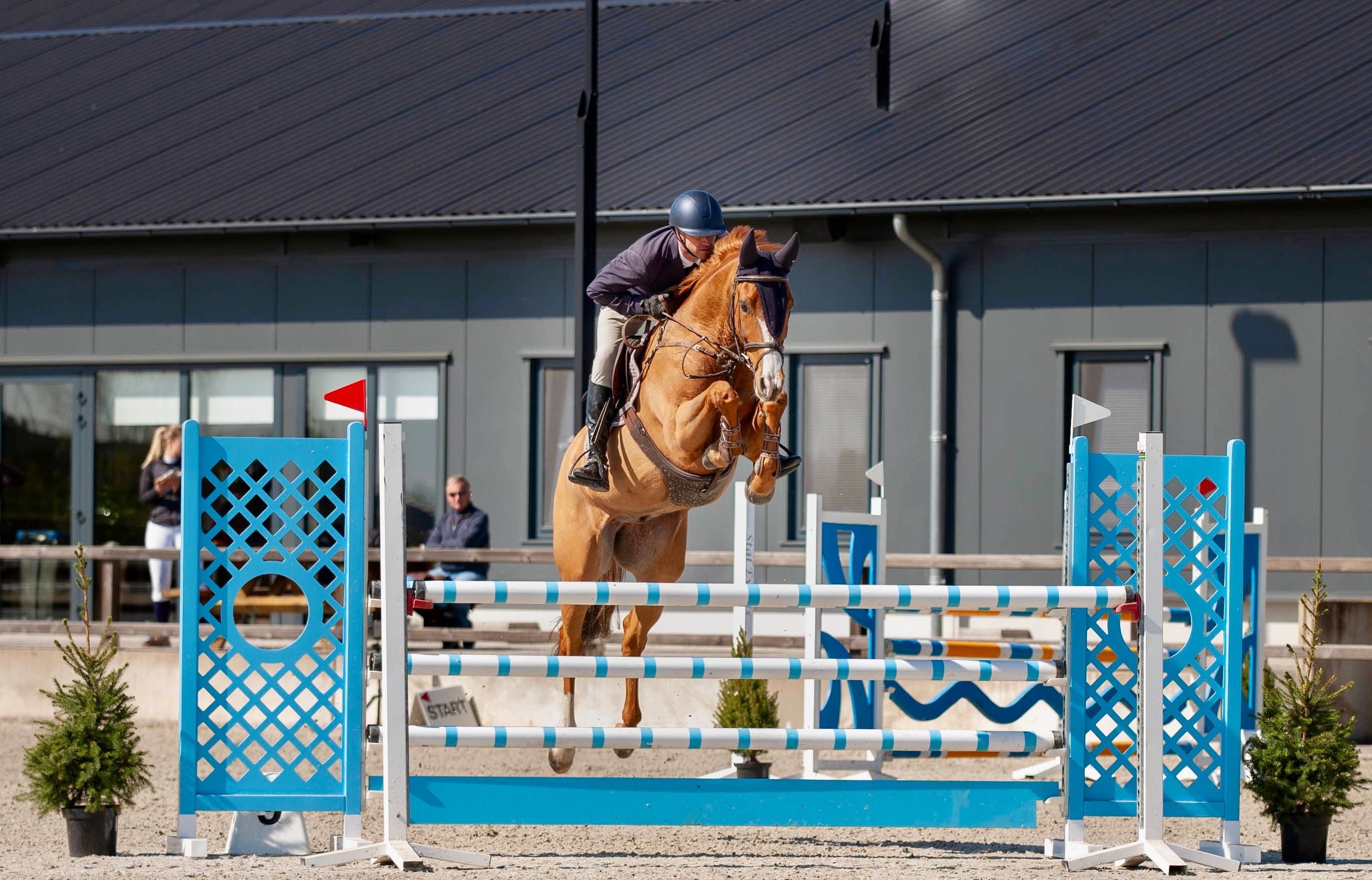 KWPN springpaard Merrie 4 years old Bruin for sale - Photo 6