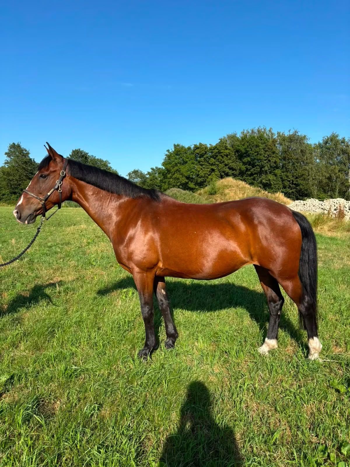 All-rounder leisure horse for sale (E-pony)