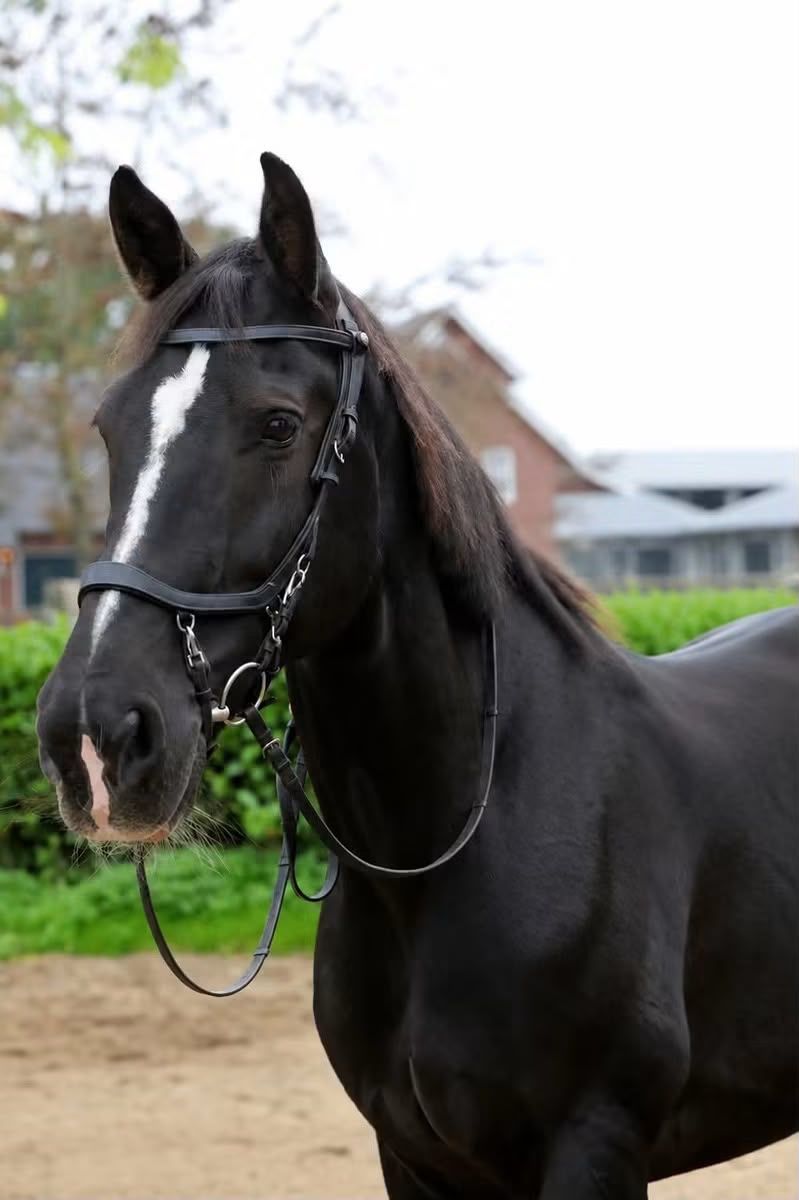 All-rounder leisure horse for sale