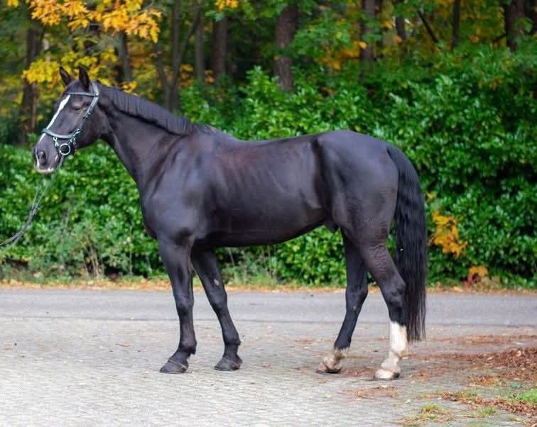 saksisch allrounder ruin 14 years old zwart for sale - Photo 2