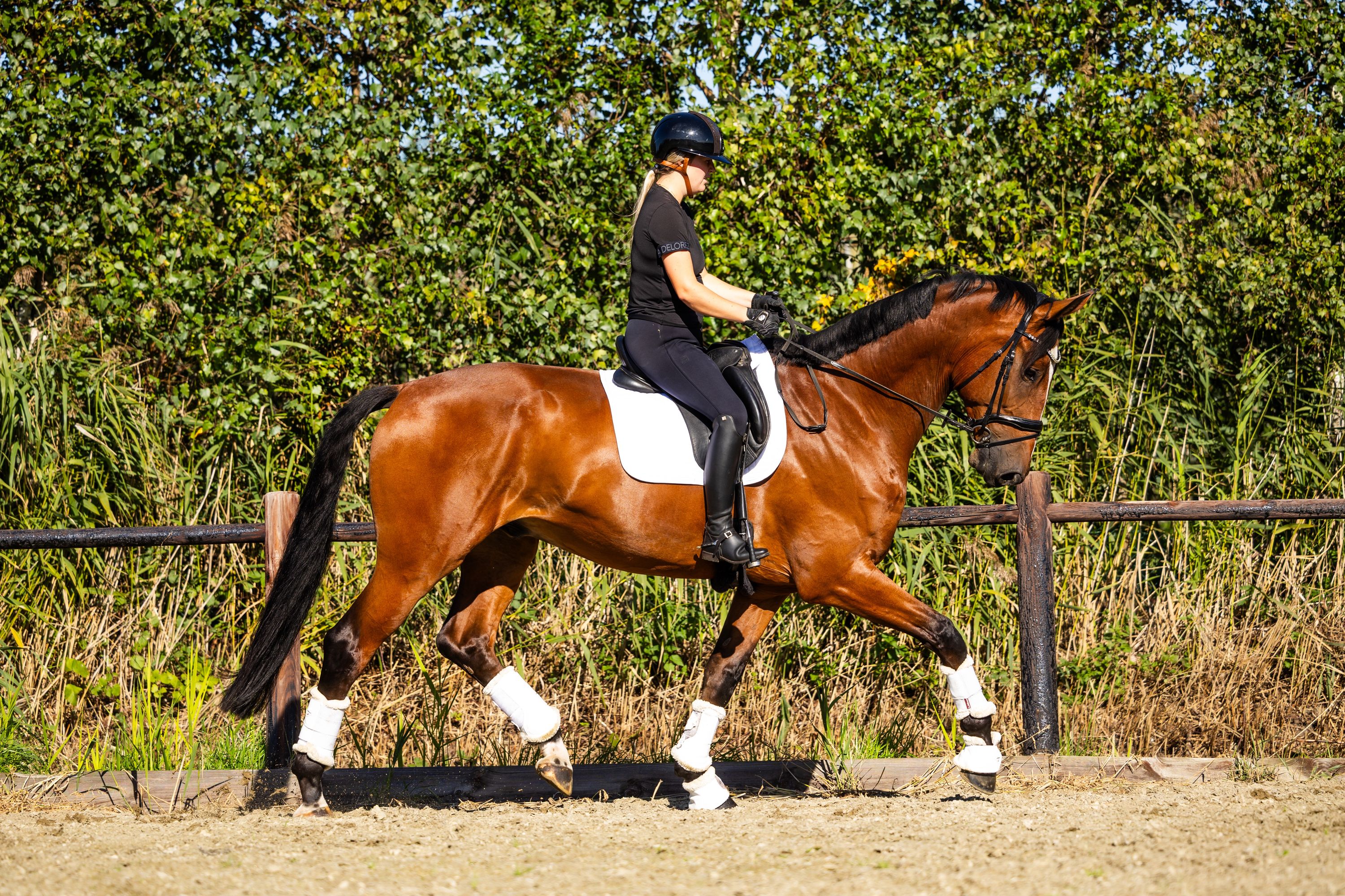 dressuurpaard ruin 5 سنوات bruin للبيع - صورة 3